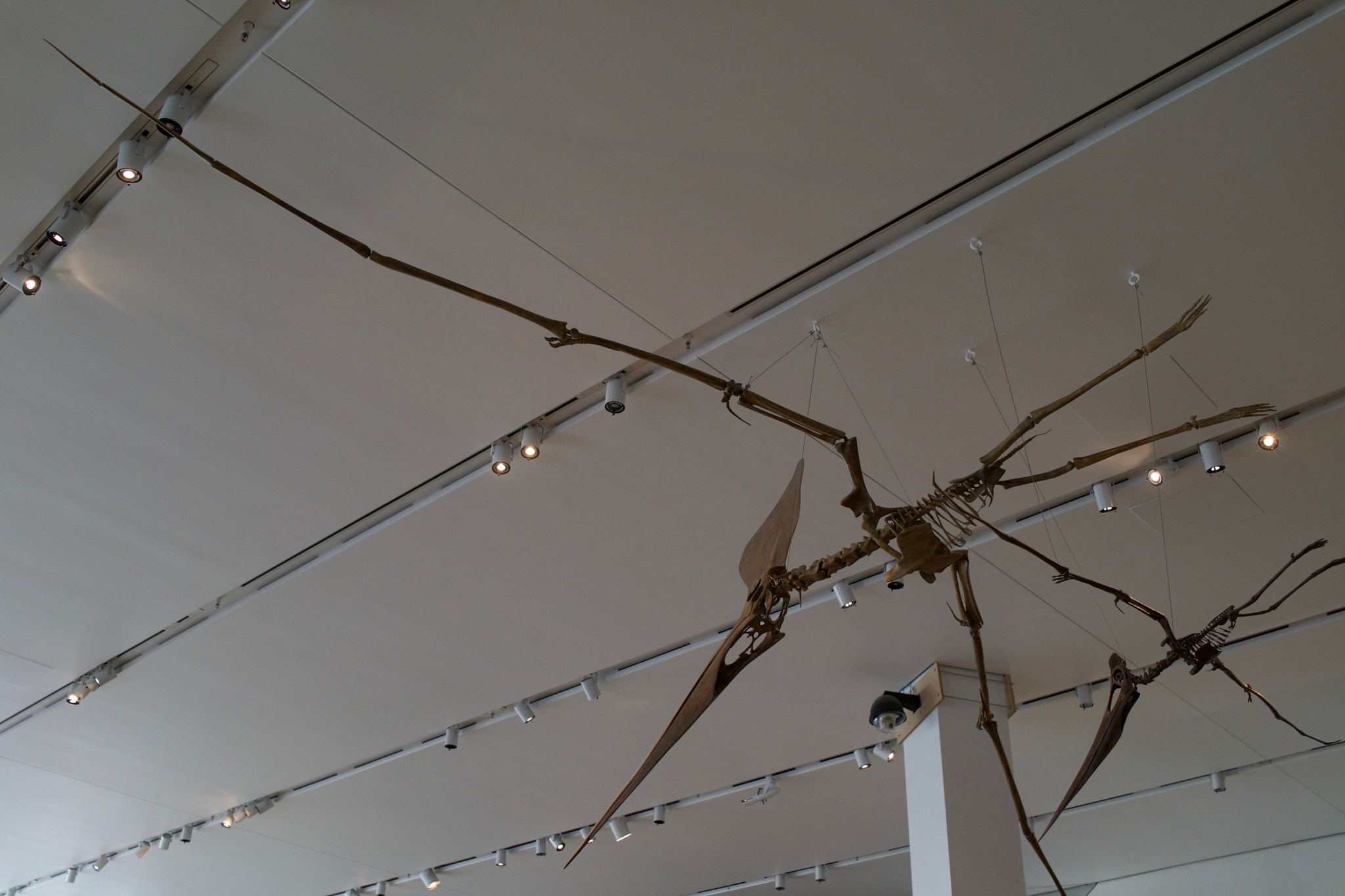 Sony Cyber-shot DSC-RX1R + Sony 35mm F2.0 sample photo. Royal ontario museum #43 photography