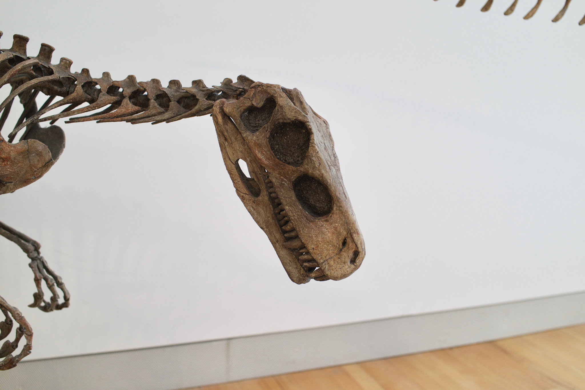 Sony Cyber-shot DSC-RX1R + Sony 35mm F2.0 sample photo. Royal ontario museum #44 photography