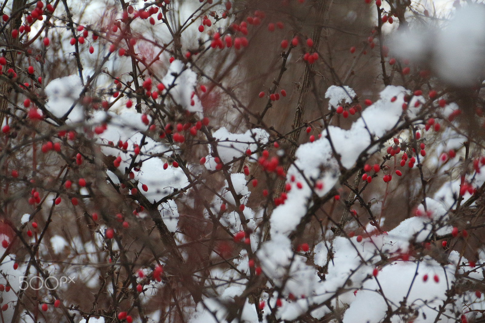 Canon EF-S 18-135mm F3.5-5.6 IS sample photo. Winter photography