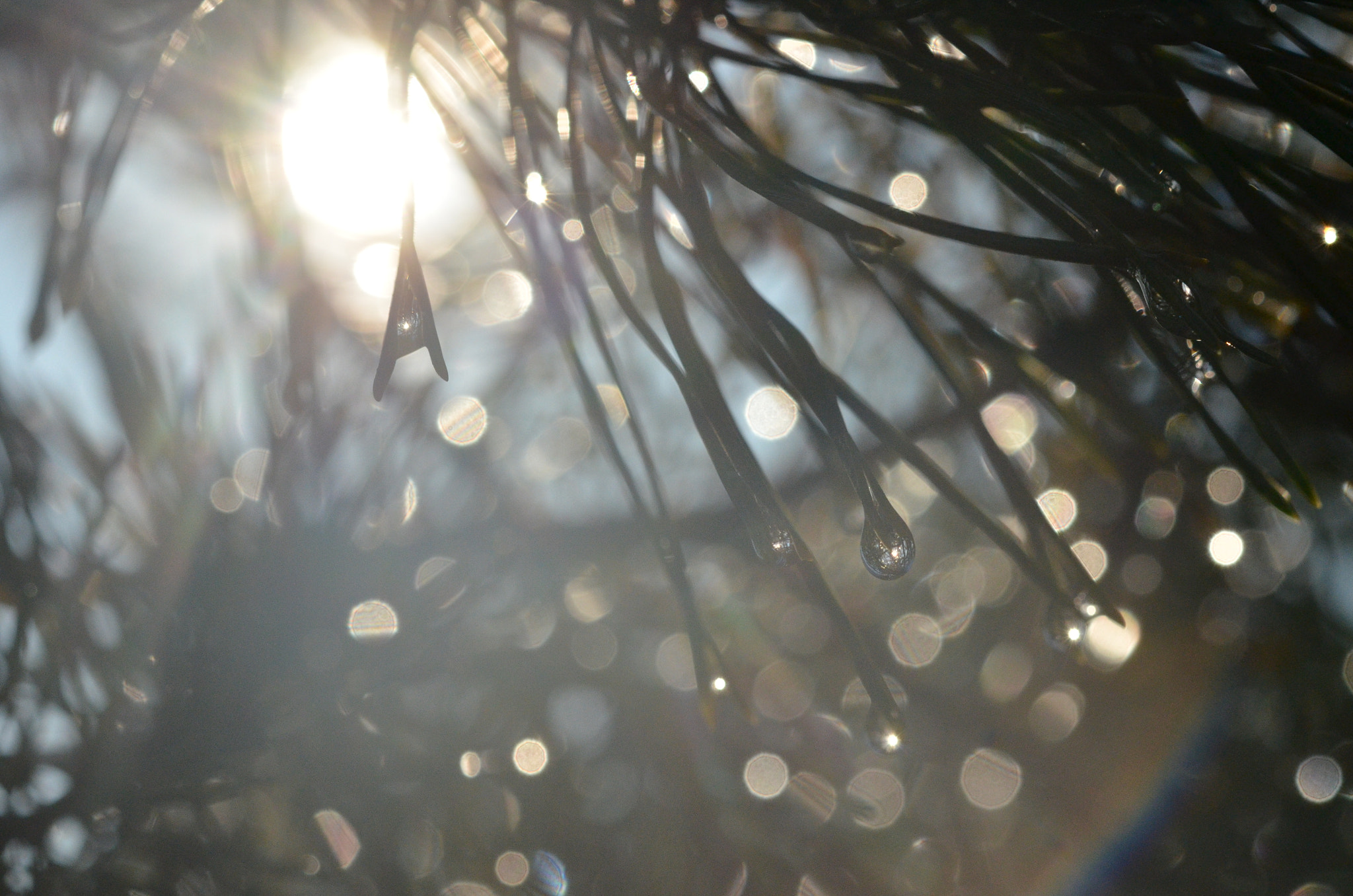 Nikon AF-S Micro-Nikkor 60mm F2.8G ED sample photo. Bokeh small photography