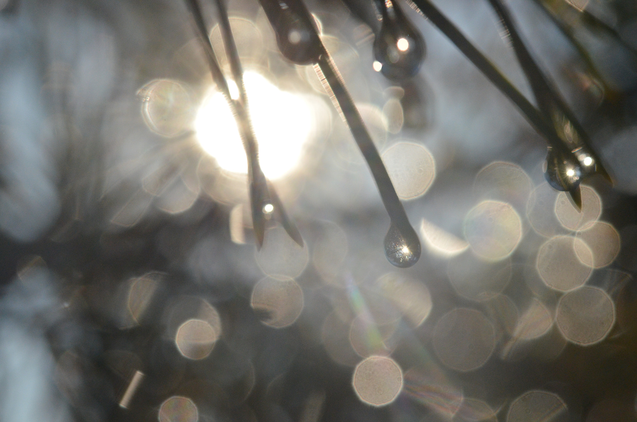 Nikon AF-S Micro-Nikkor 60mm F2.8G ED sample photo. Bokeh photography