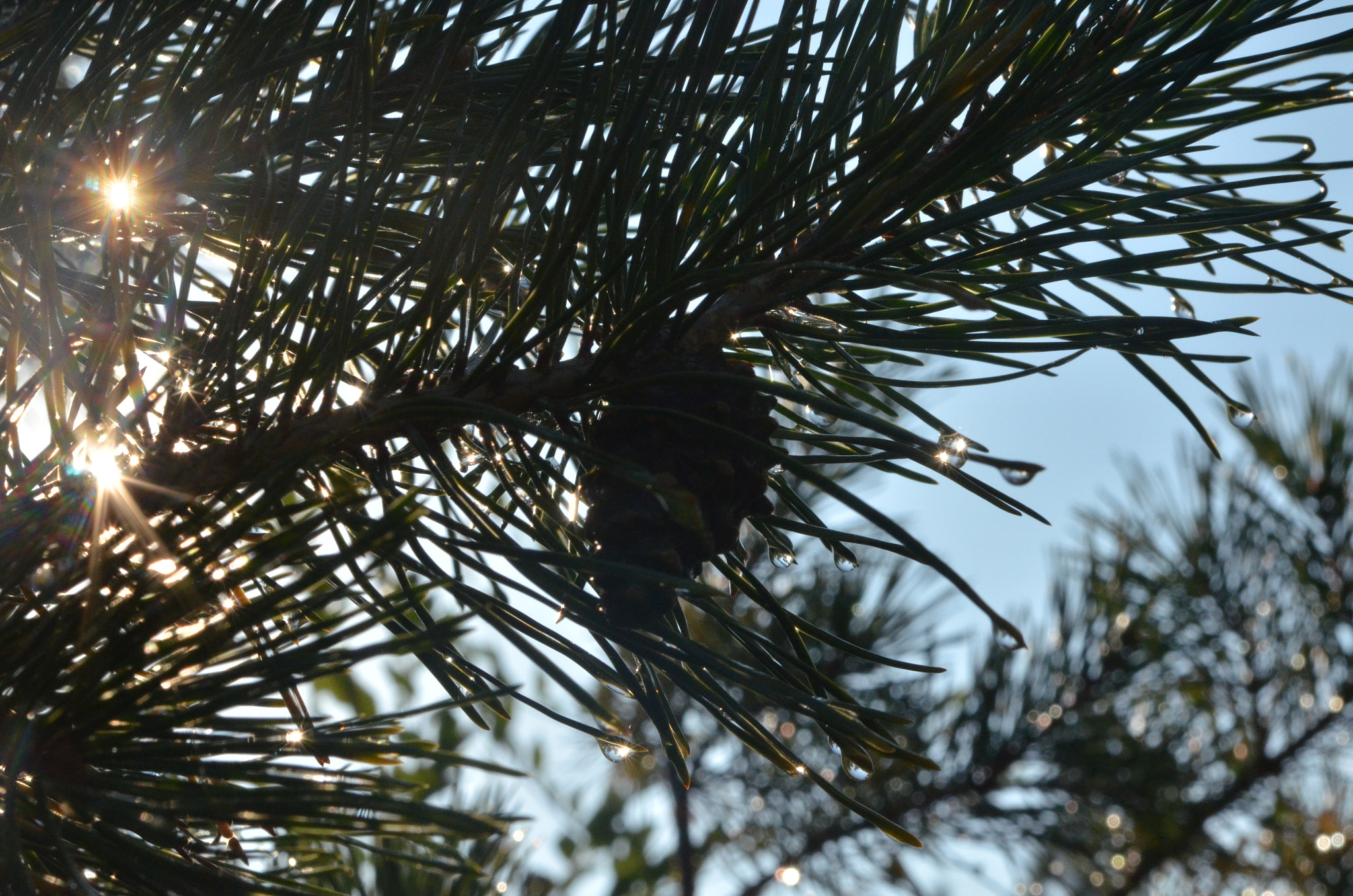 Nikon AF-S Micro-Nikkor 60mm F2.8G ED sample photo. Without bokeh & bokeh photography