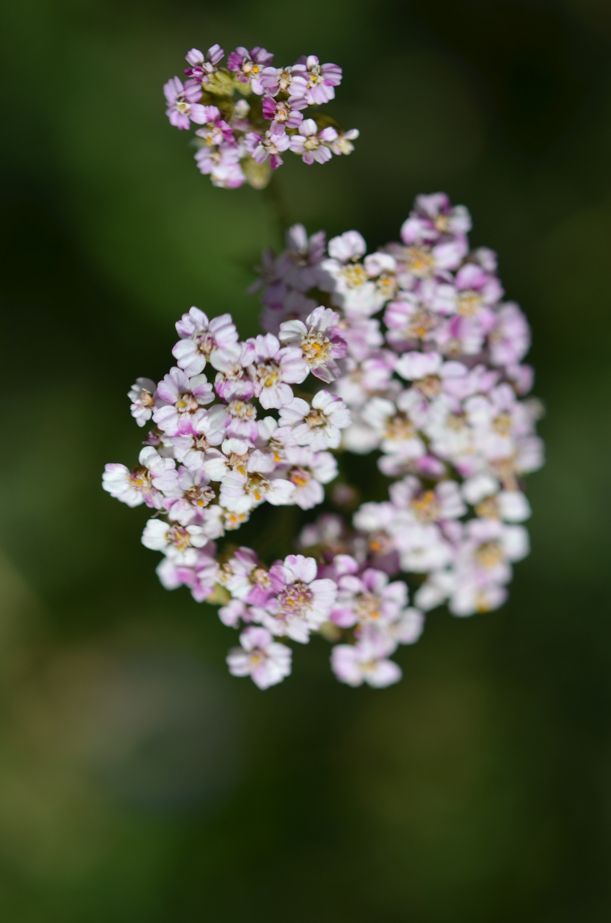 Nikon AF-S Micro-Nikkor 60mm F2.8G ED sample photo. Coniferous forest photography