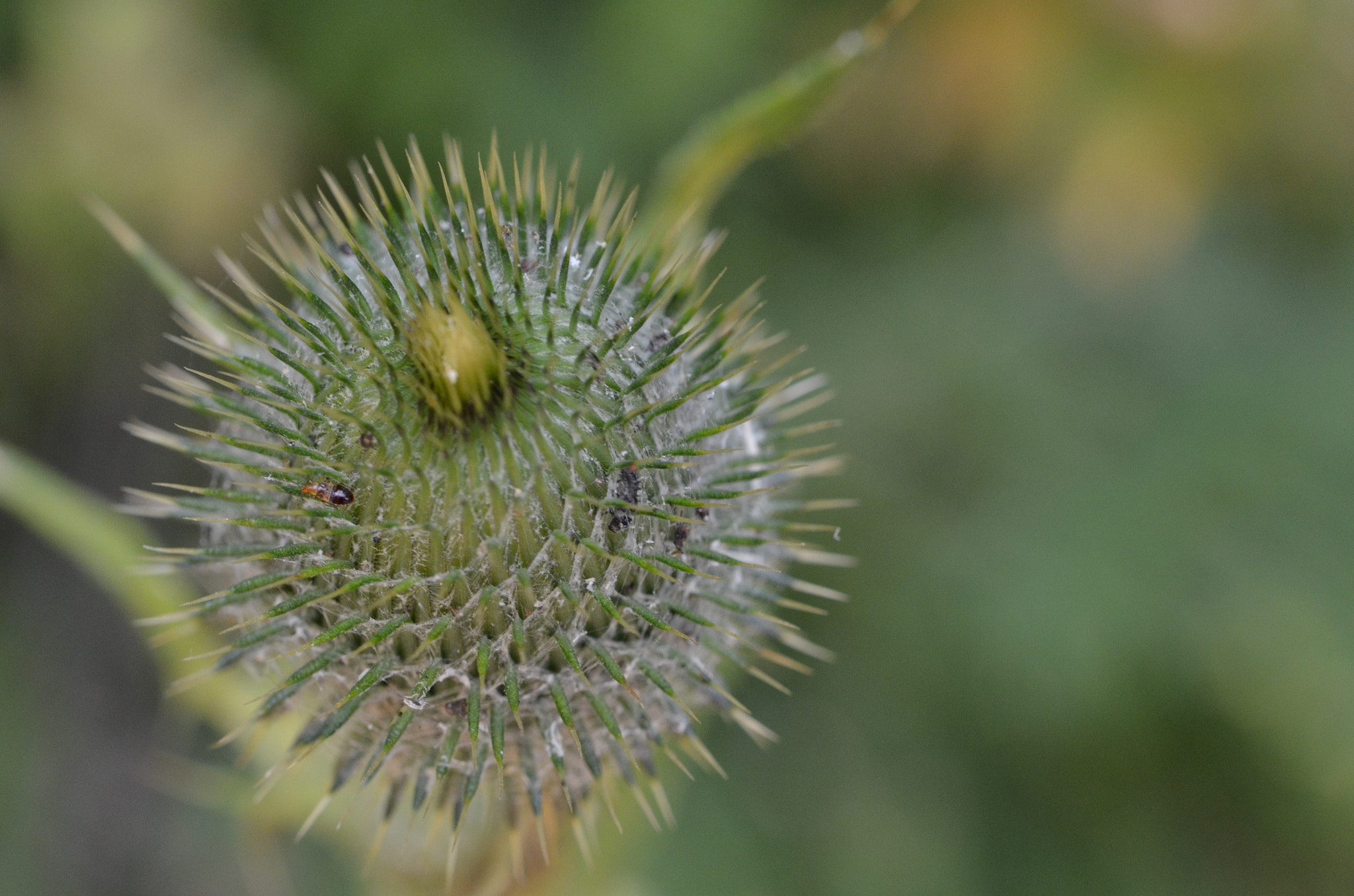 Nikon AF-S Micro-Nikkor 60mm F2.8G ED sample photo. Coniferous forest photography