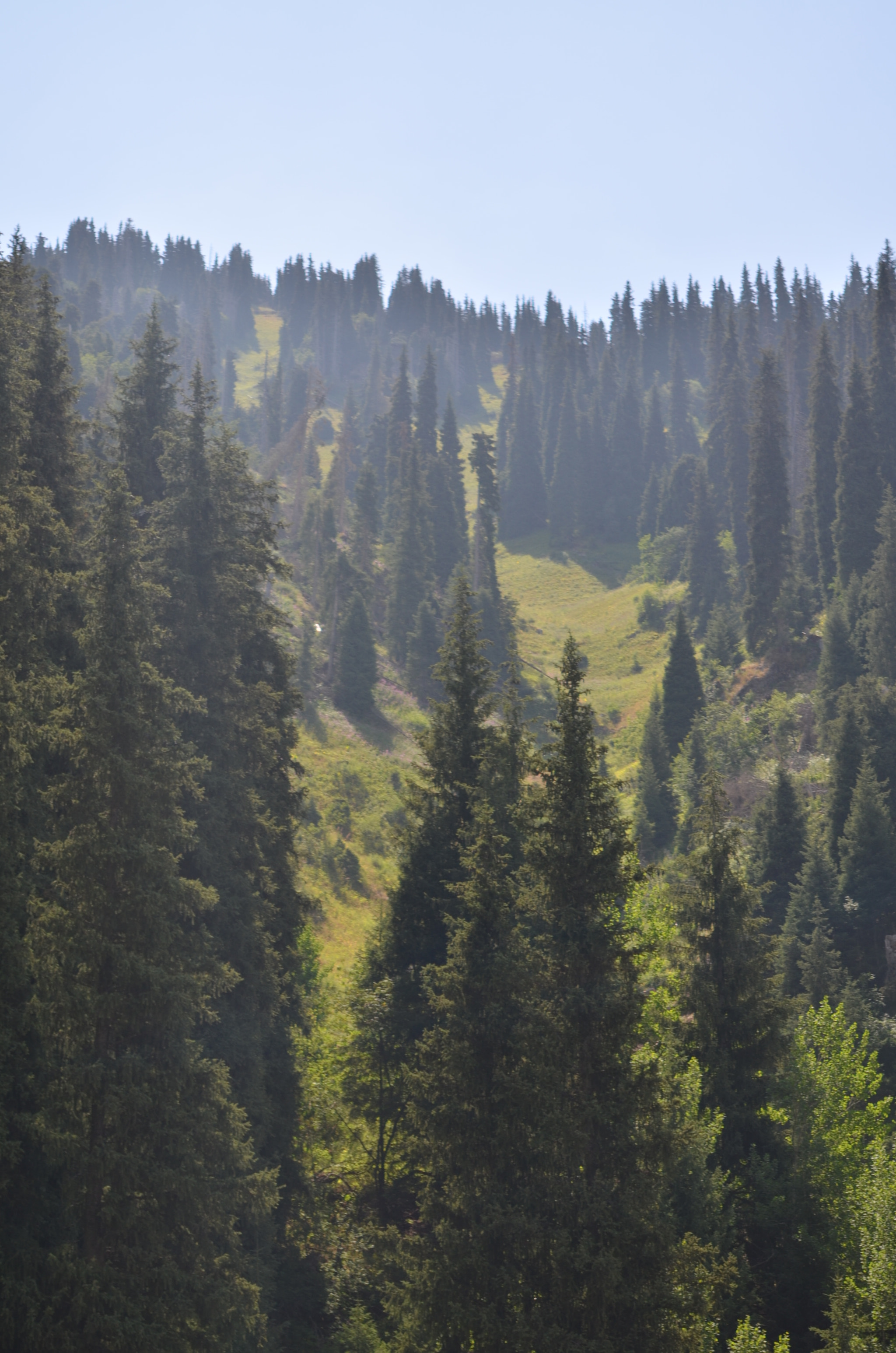 Nikon AF-S Micro-Nikkor 60mm F2.8G ED sample photo. Coniferous forest photography