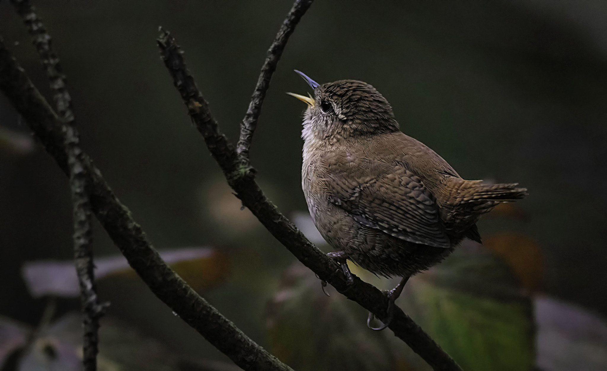 Canon EF 400mm F5.6L USM sample photo. Singing wren photography