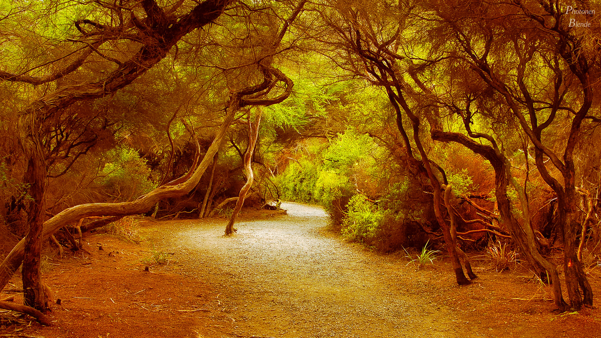 Nikon D50 sample photo. Steam shaped forest photography