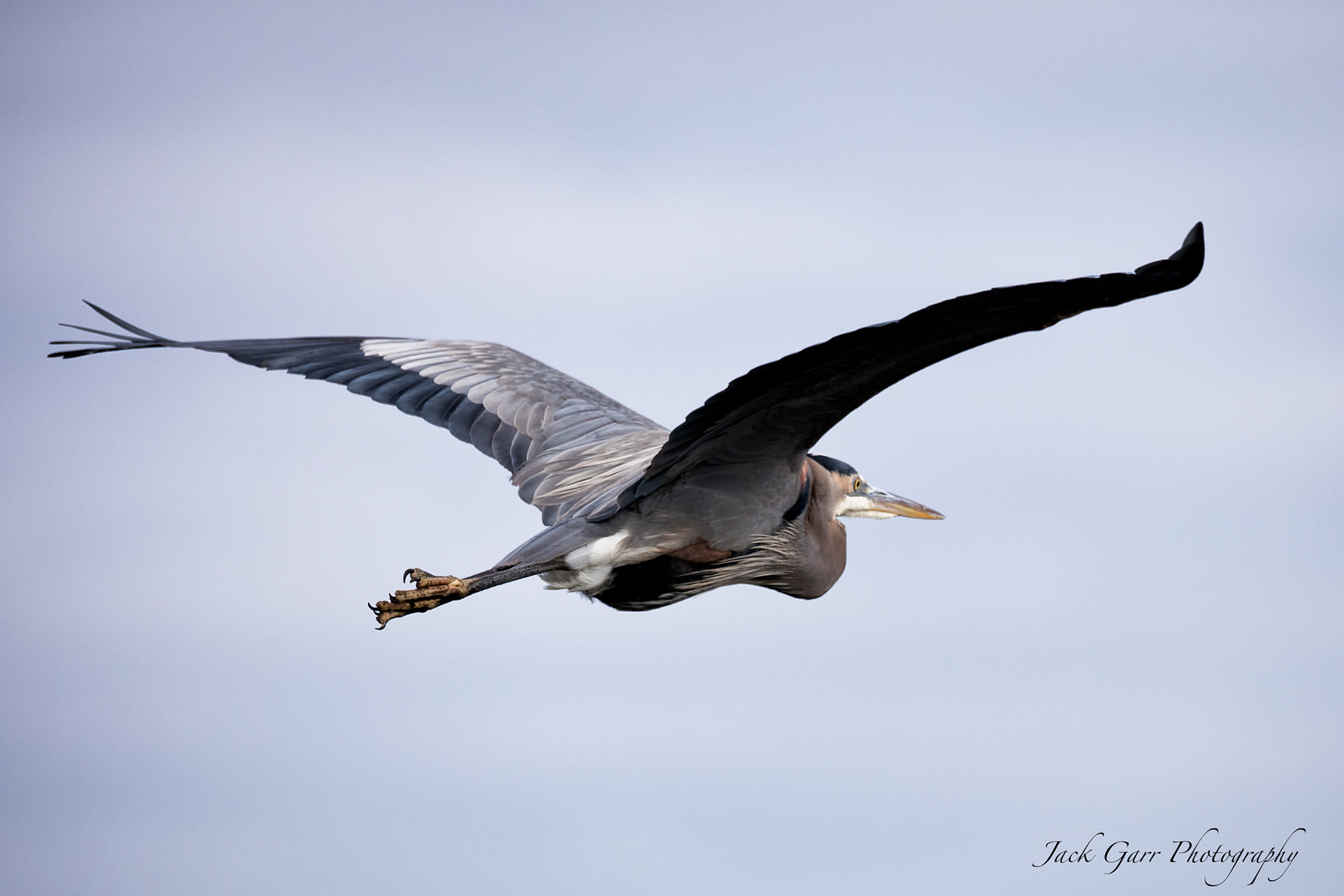 150-600mm F5-6.3 DG OS HSM | Sports 014 sample photo. Great blue heron flying photography