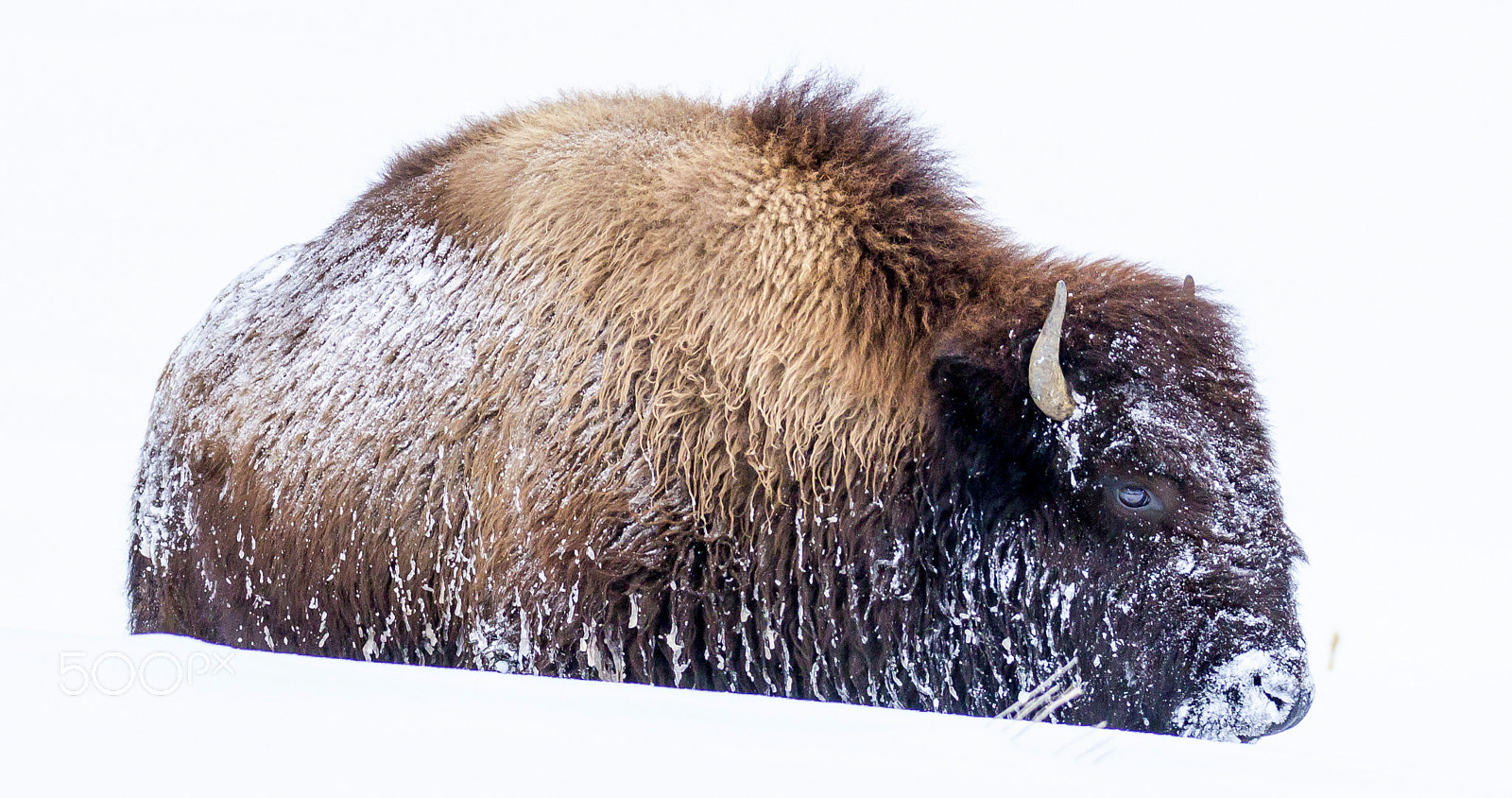 Canon EOS 60D sample photo. Bison in winter photography