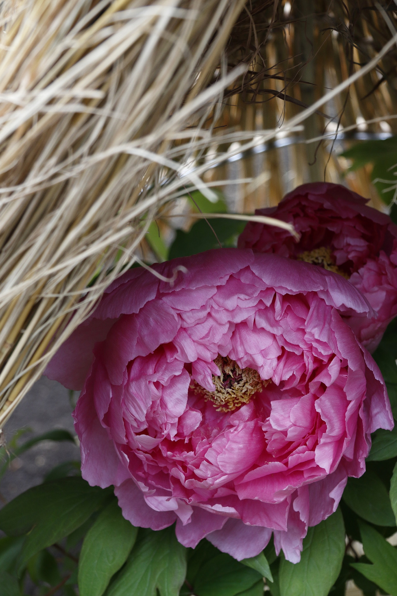 Canon EF-S 17-85mm F4-5.6 IS USM sample photo
