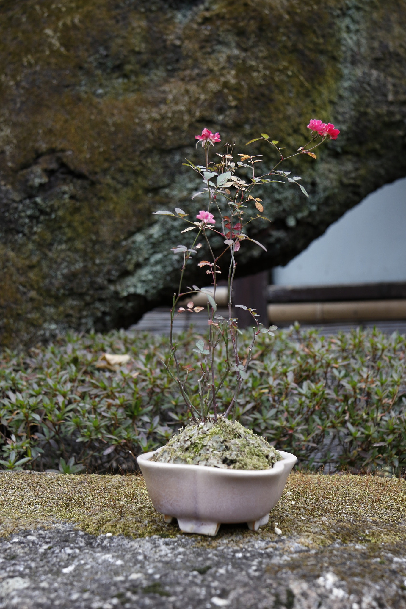 Canon EF-S 17-85mm F4-5.6 IS USM sample photo