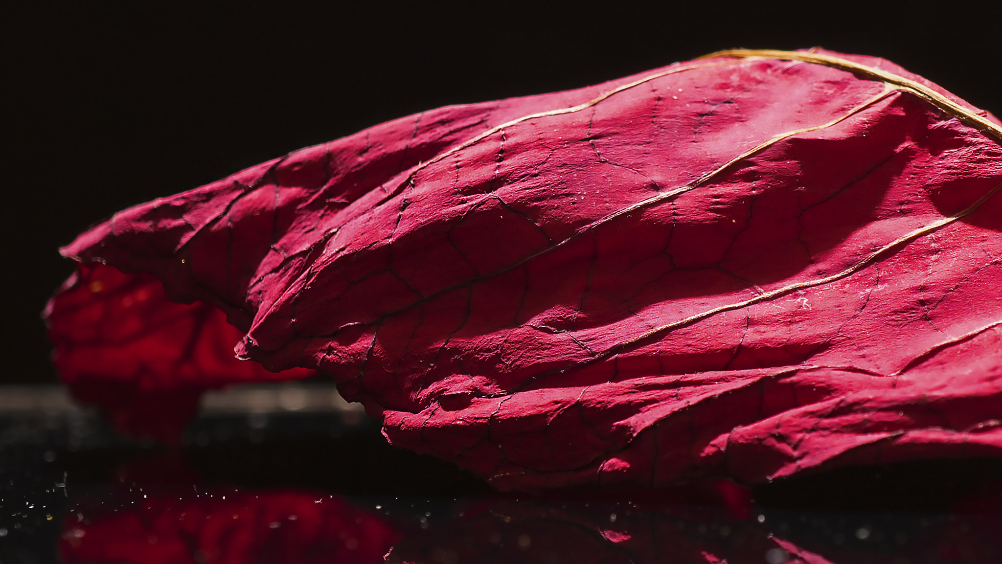 Sony a7R II + Sony E 30mm F3.5 Macro sample photo. Another poinsettias leaf photography