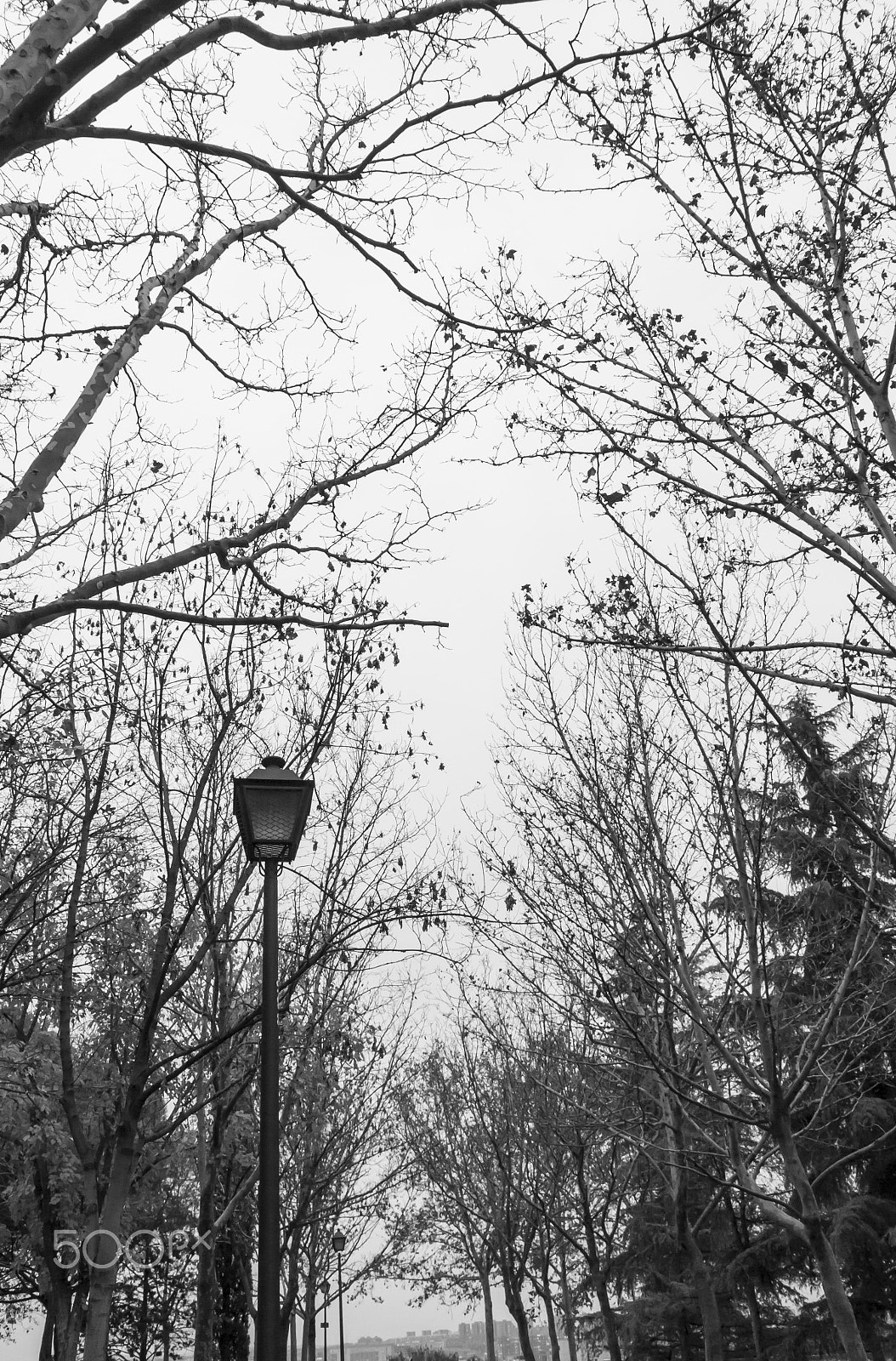 Panasonic Lumix DMC-G5 sample photo. Black and white bare trees photography