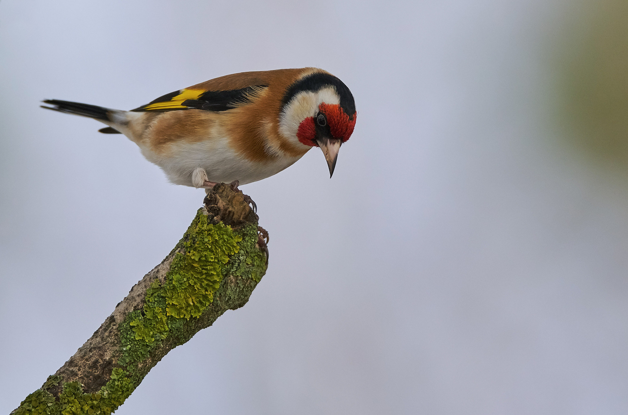 Sony a7R II + Tamron SP 150-600mm F5-6.3 Di VC USD sample photo. Goldfinch photography