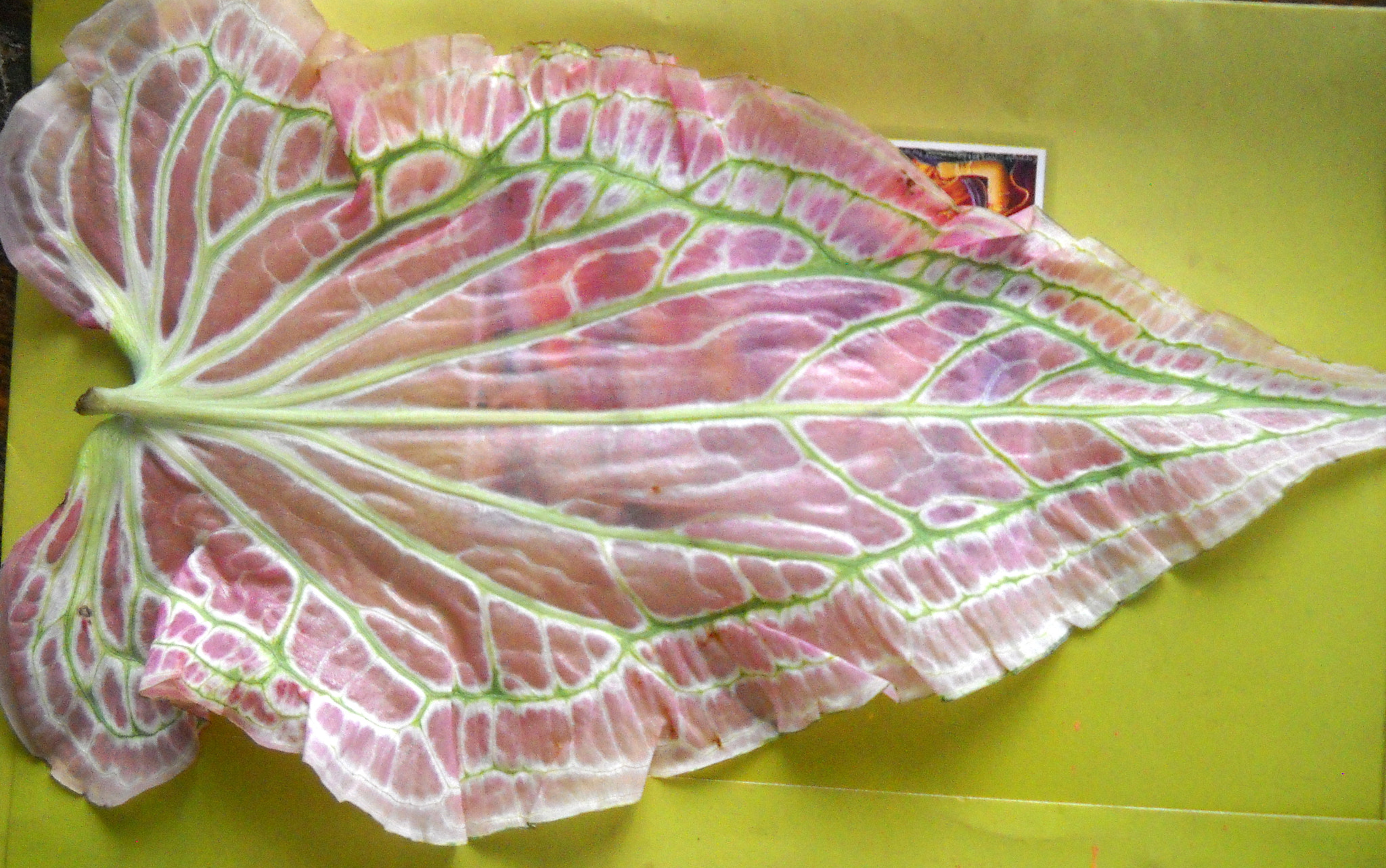 Nikon Coolpix L20 sample photo. Leaf colorful texture photography