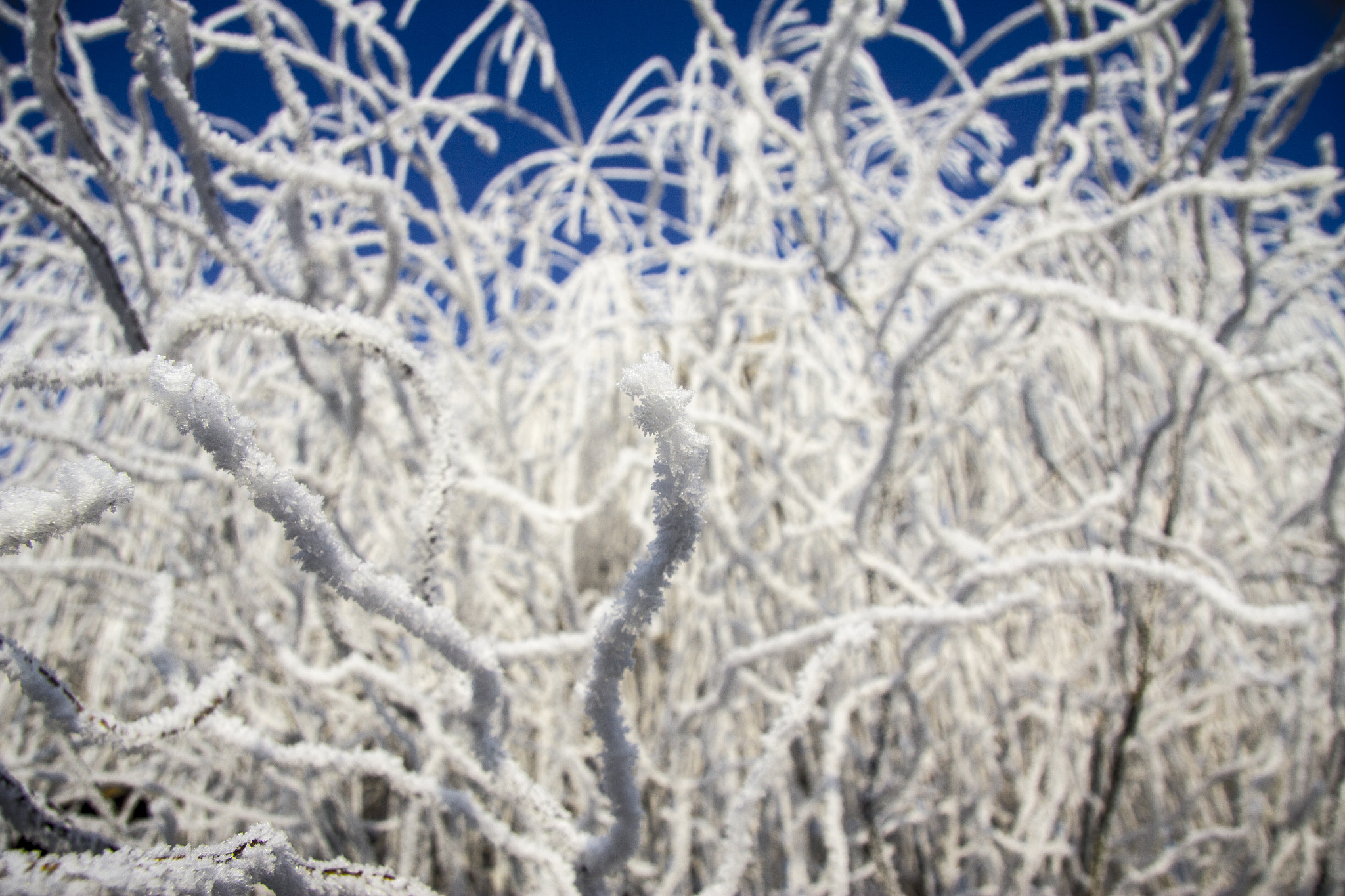 Canon EF-S 17-85mm F4-5.6 IS USM sample photo. Frost on sun photography