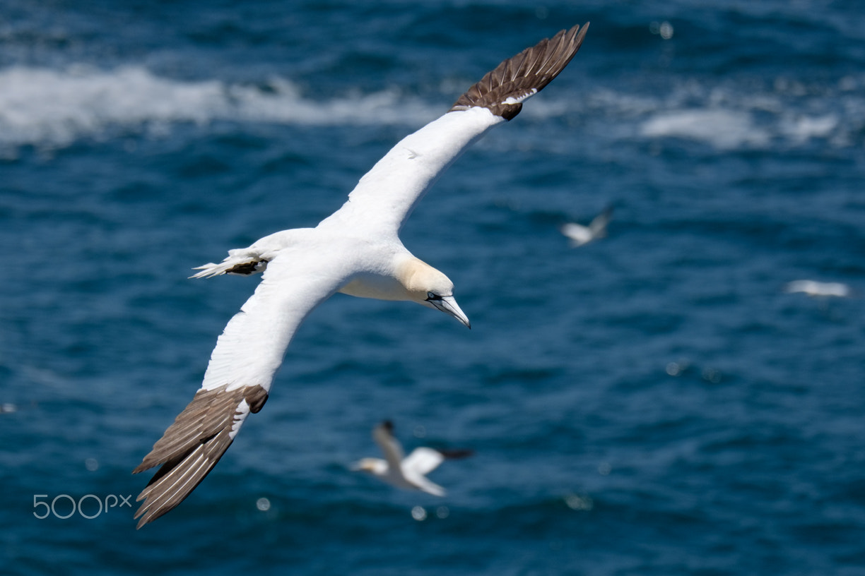 Fujifilm X-T1 + Fujifilm XC 50-230mm F4.5-6.7 OIS sample photo. Sula, newfoundland photography