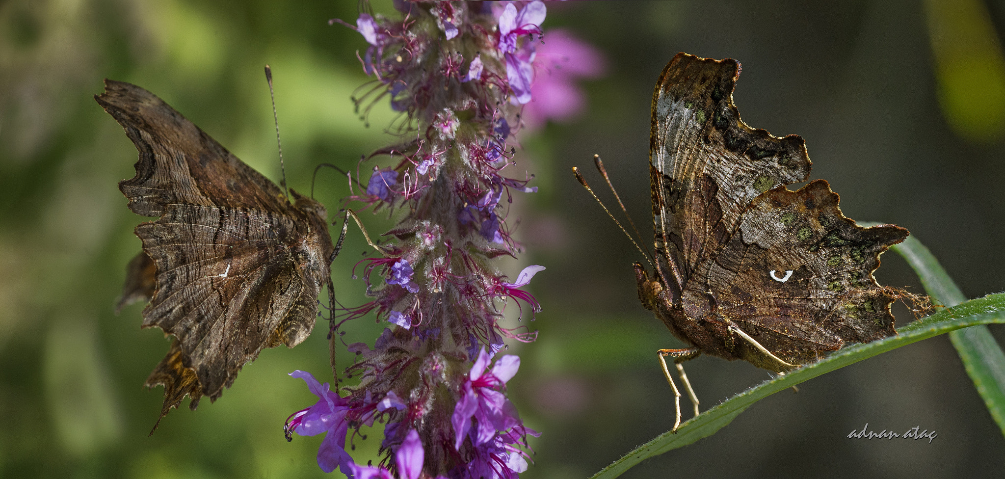 Nikon D4 sample photo. Yırtıkpırtık - comma butterfly (right), anadolu yırtıkpırtığı - southern comma photography