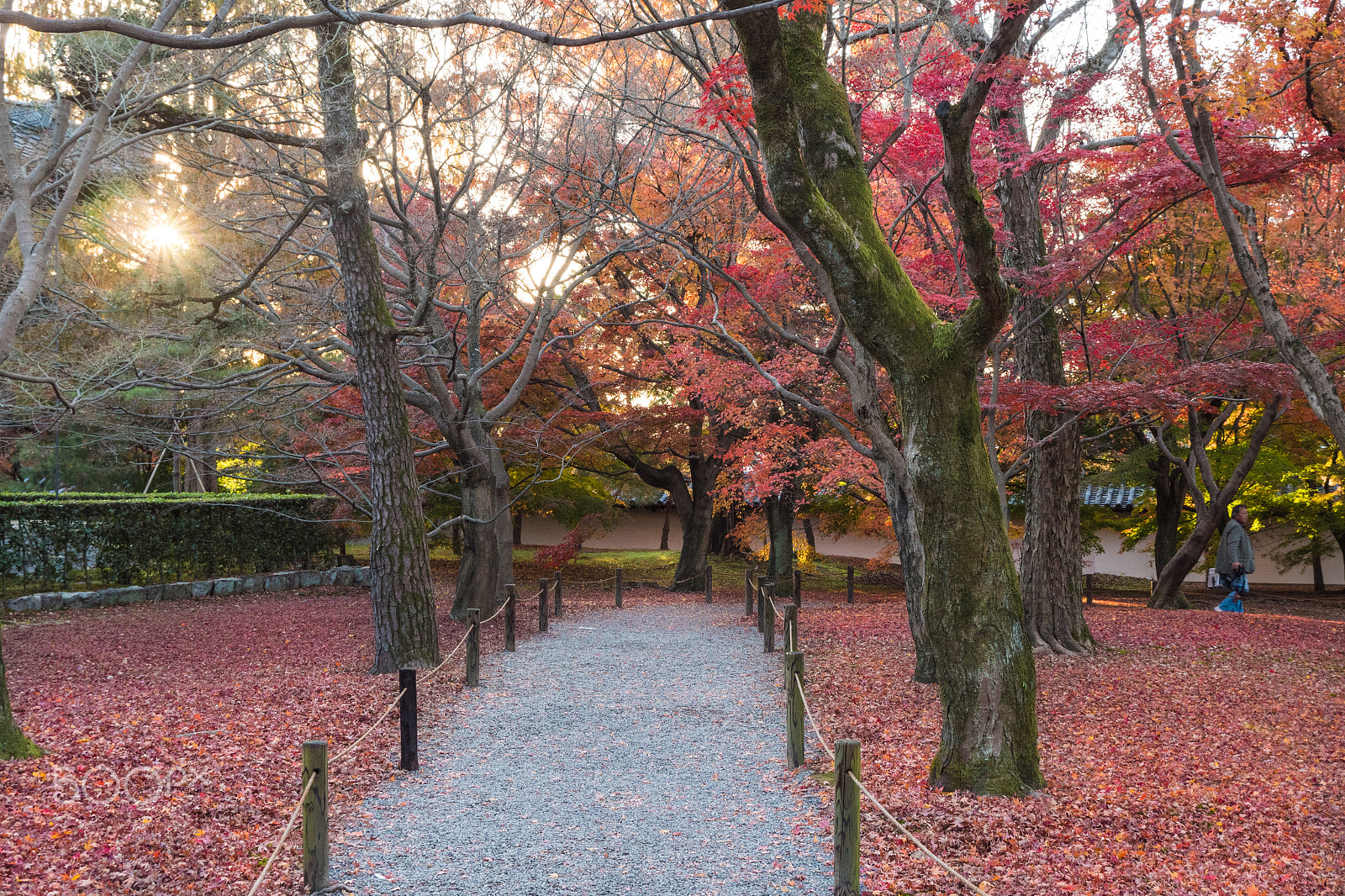 Olympus PEN-F sample photo. Kyoto photography