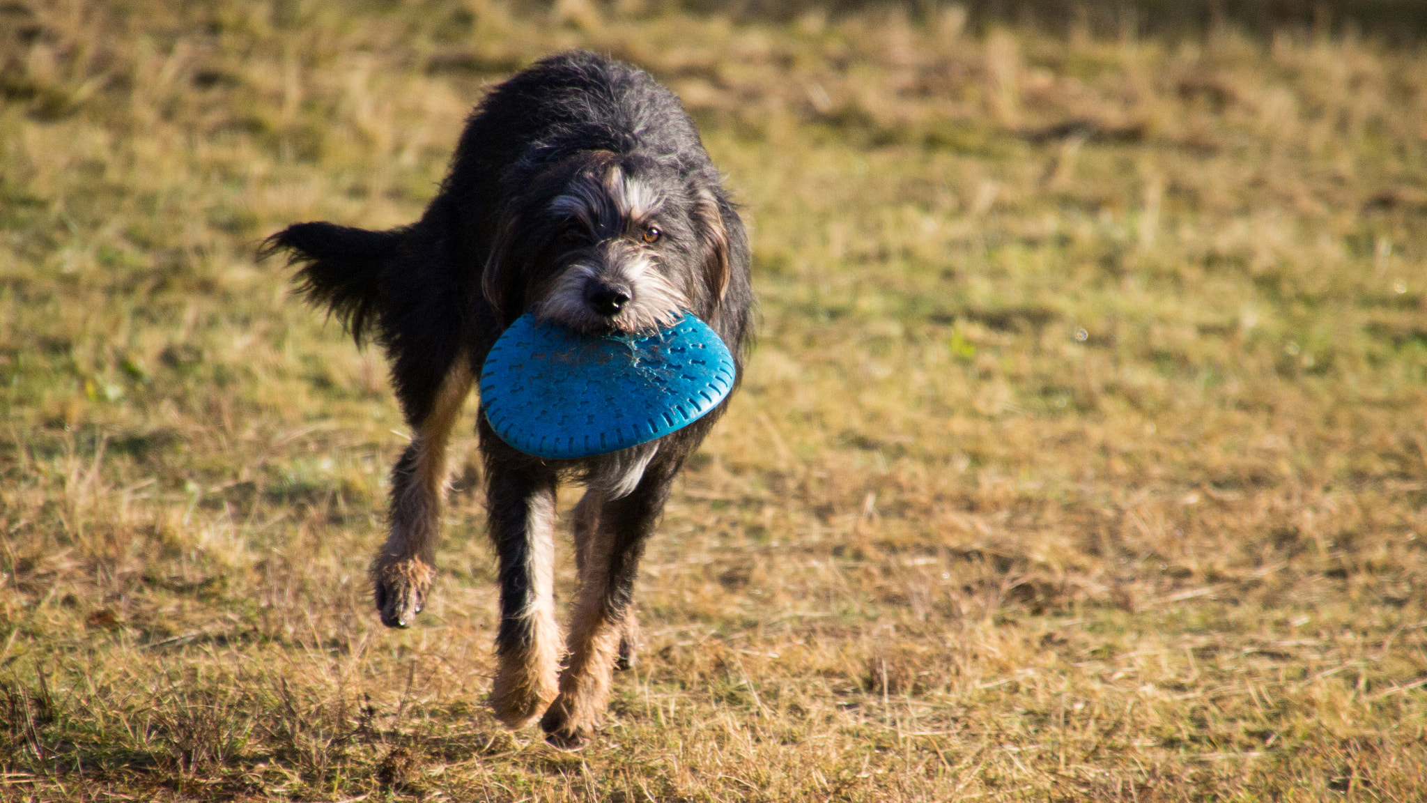 Canon EOS 1100D (EOS Rebel T3 / EOS Kiss X50) sample photo. Dogs are not our whole life, but they make our lives whole. photography