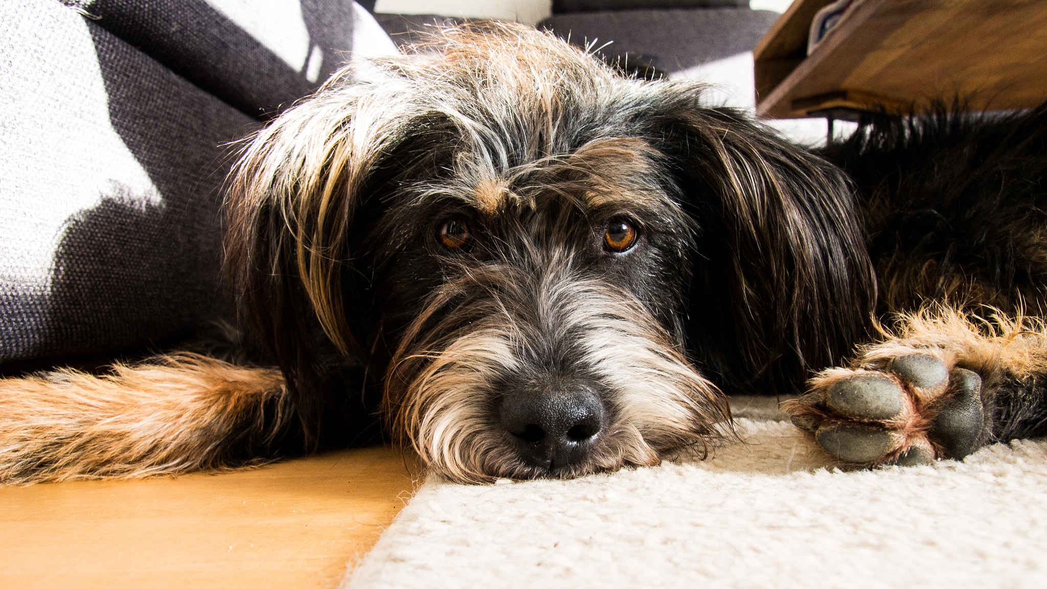 Canon EOS 1100D (EOS Rebel T3 / EOS Kiss X50) sample photo. A dog is the only thing on earth that loves you more than he loves himself. photography