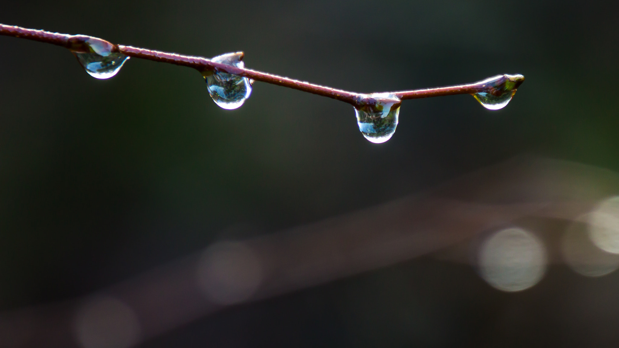 Canon EOS 1100D (EOS Rebel T3 / EOS Kiss X50) sample photo. Adopt the pace of nature: her secret is patience. photography