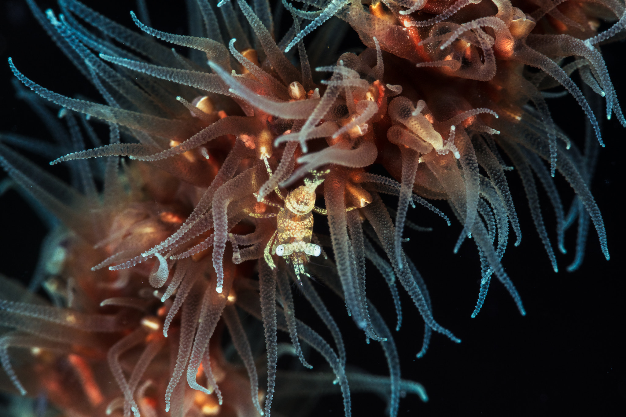 Canon EF 100mm F2.8 Macro USM sample photo. Zanzibar whip coral shrimp photography