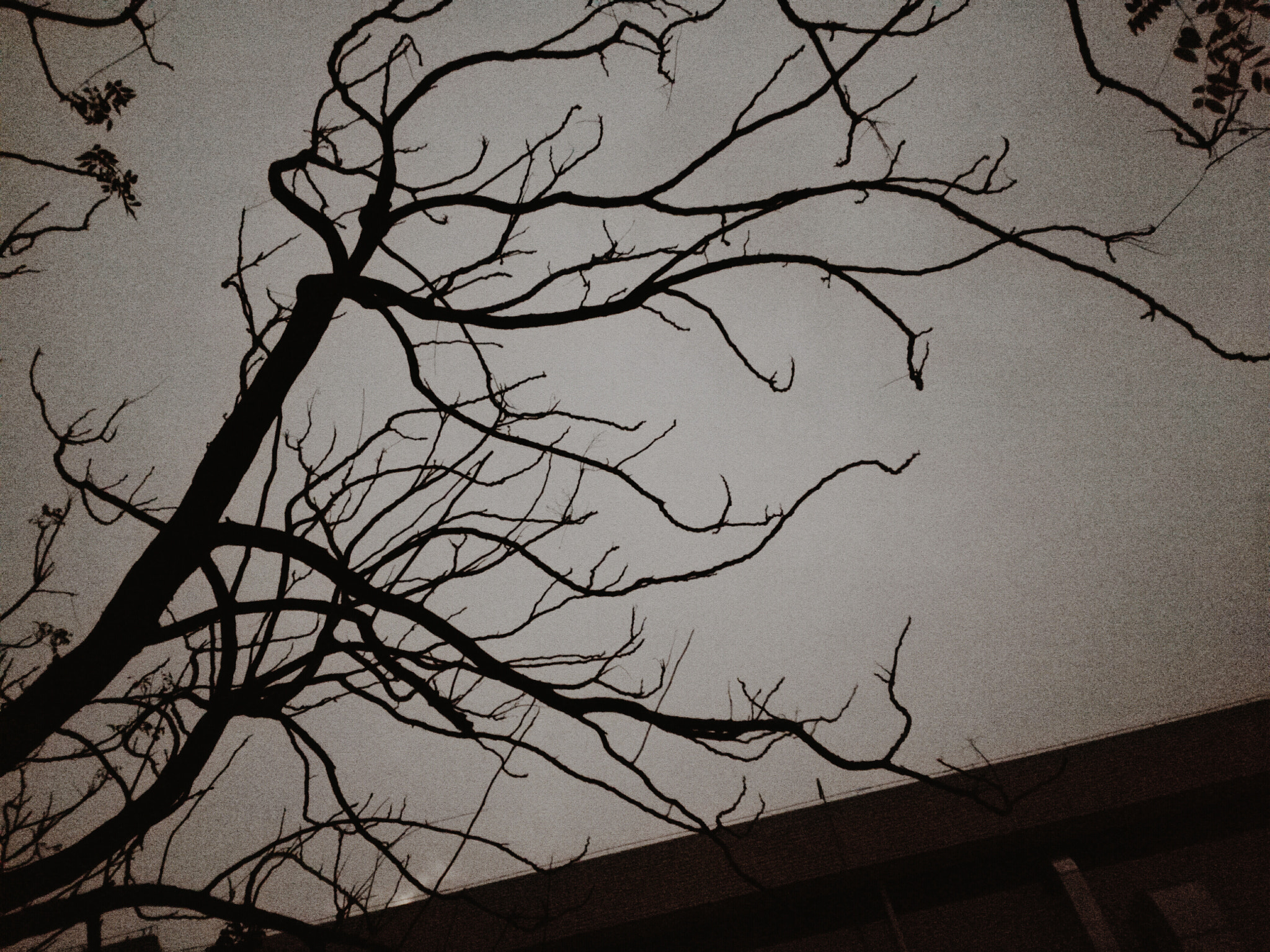 HUAWEI H60-L01 sample photo. 树枝 photography