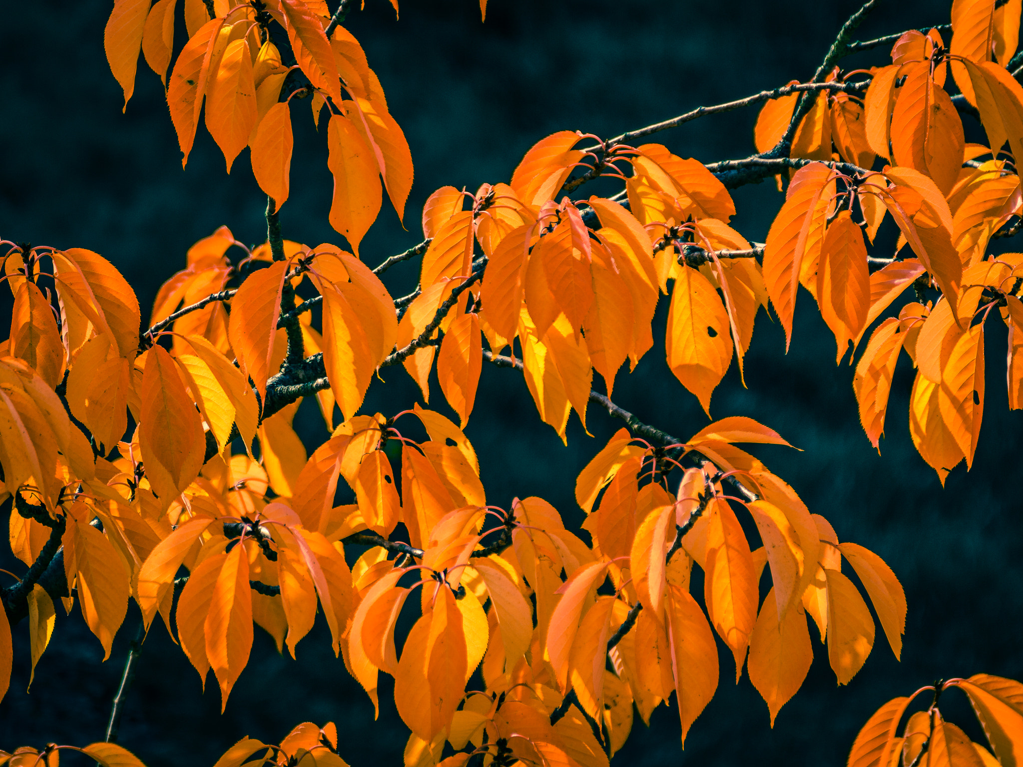 Canon EOS 700D (EOS Rebel T5i / EOS Kiss X7i) + Tamron SP 35mm F1.8 Di VC USD sample photo. Yellow leaf photography