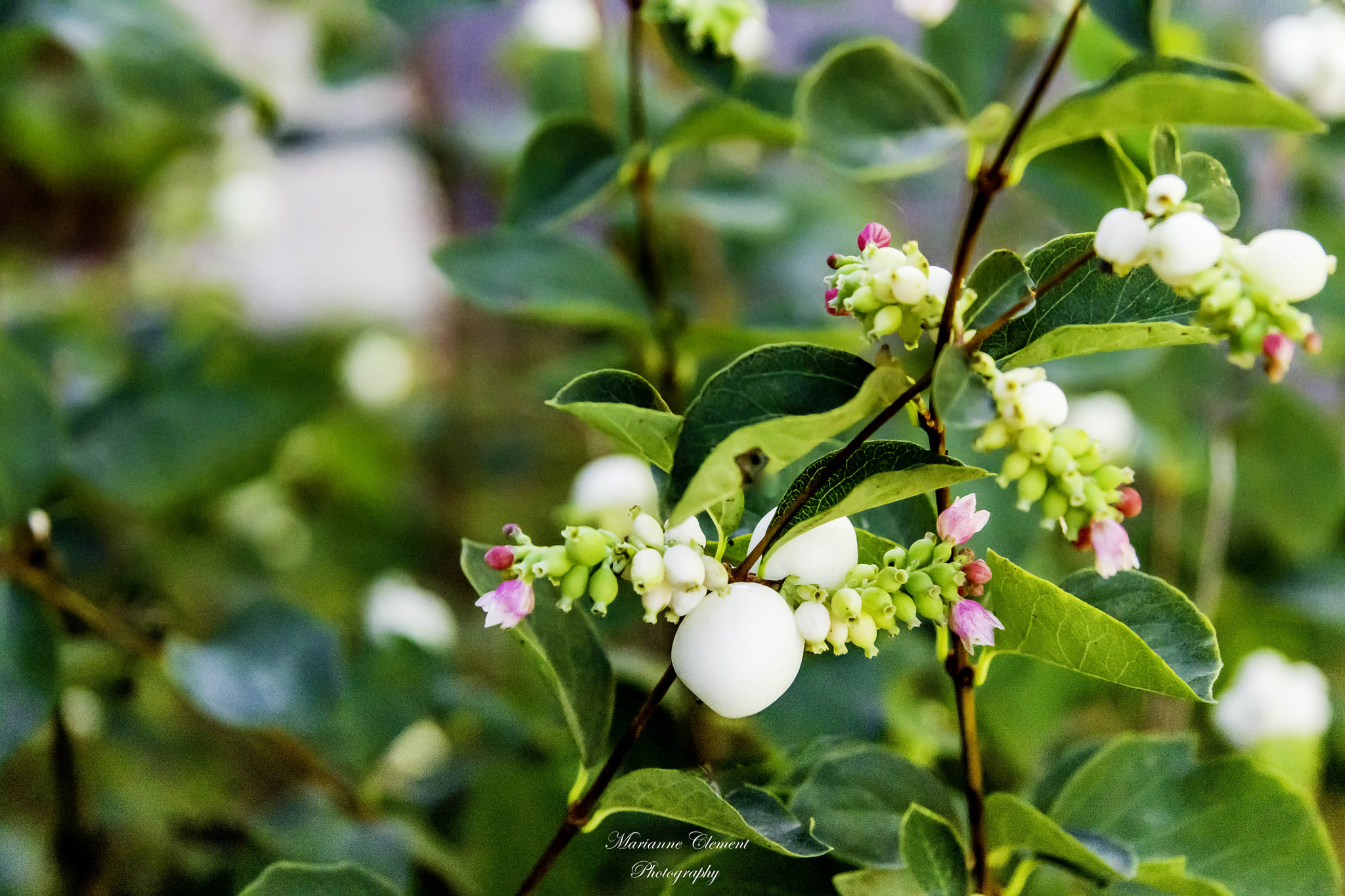 Canon EF-S 17-85mm F4-5.6 IS USM sample photo. Snowberries photography