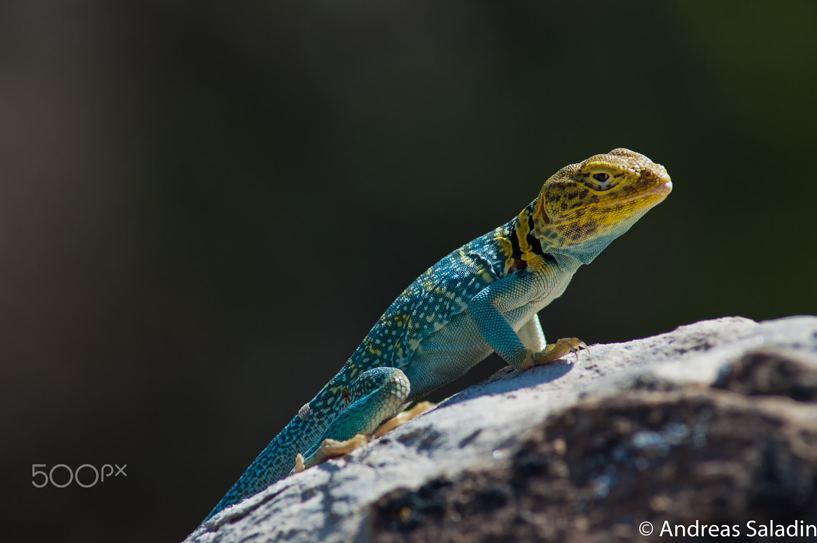 Nikon D70 + AF Nikkor 300mm f/4 IF-ED sample photo. Leguan photography