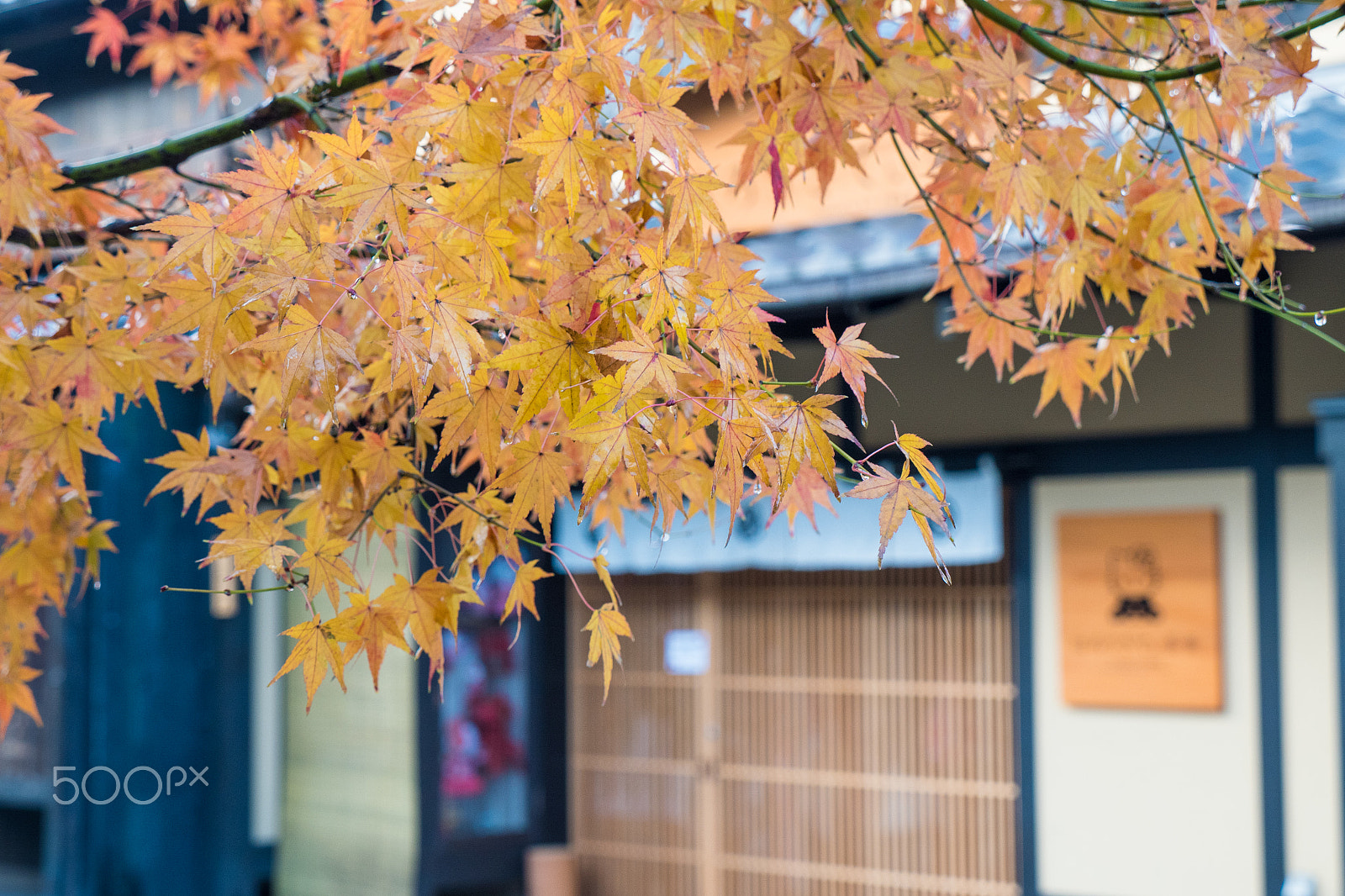 Olympus PEN-F sample photo. Kyoto photography