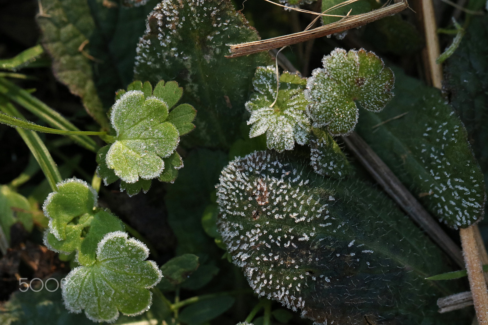 Canon EF 100mm F2.8L Macro IS USM sample photo. Frost 6580 photography