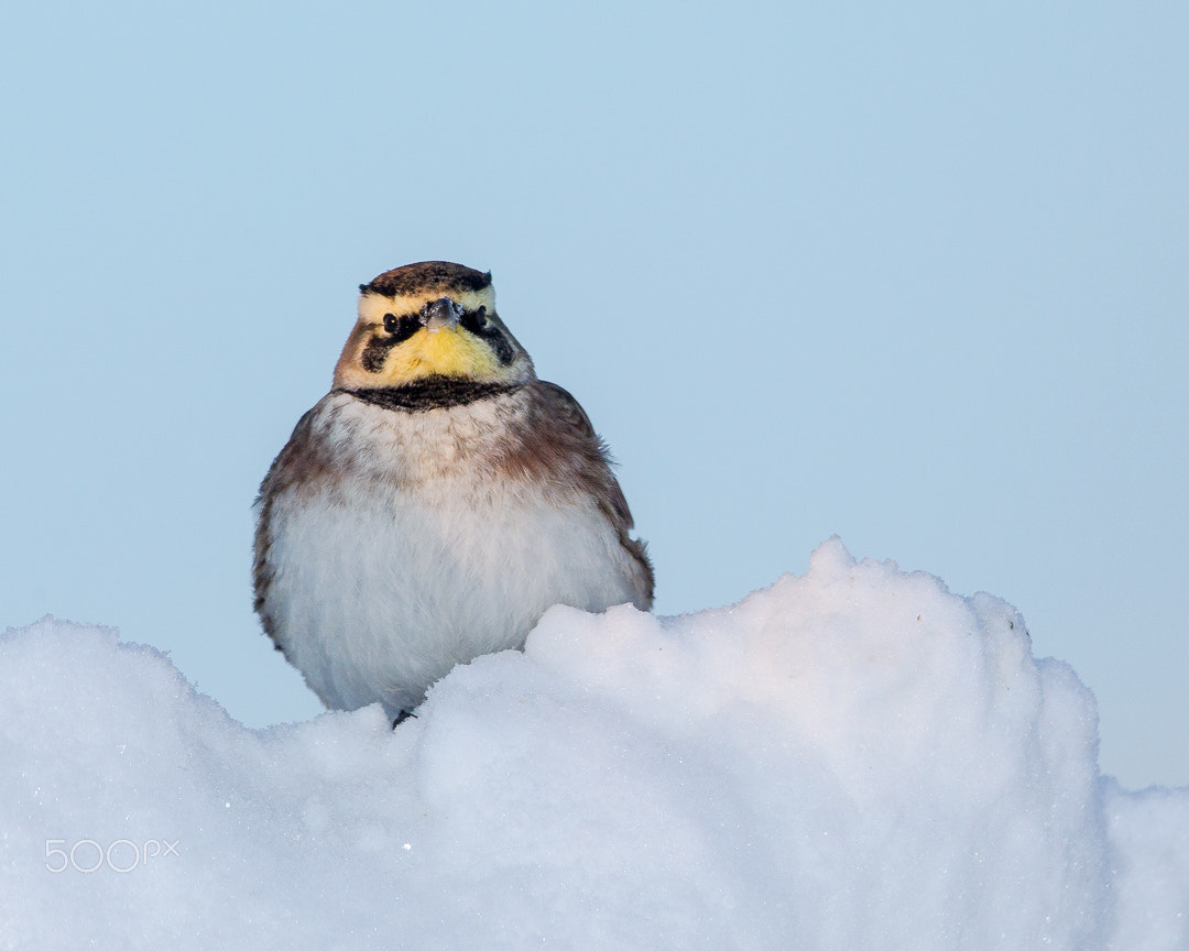 Canon EF 500mm F4L IS USM sample photo. Alouette photography