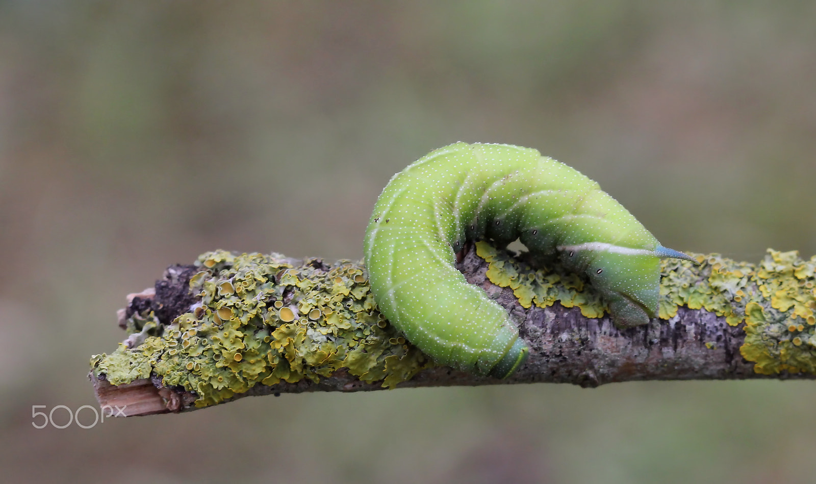 Canon EOS 60D + Canon EF 100mm F2.8 Macro USM sample photo. Caterpillar eyed hawk moth photography