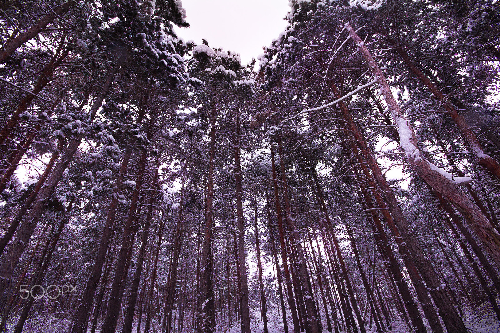 Sigma 10-20mm F4-5.6 EX DC HSM sample photo. Snow forest photography