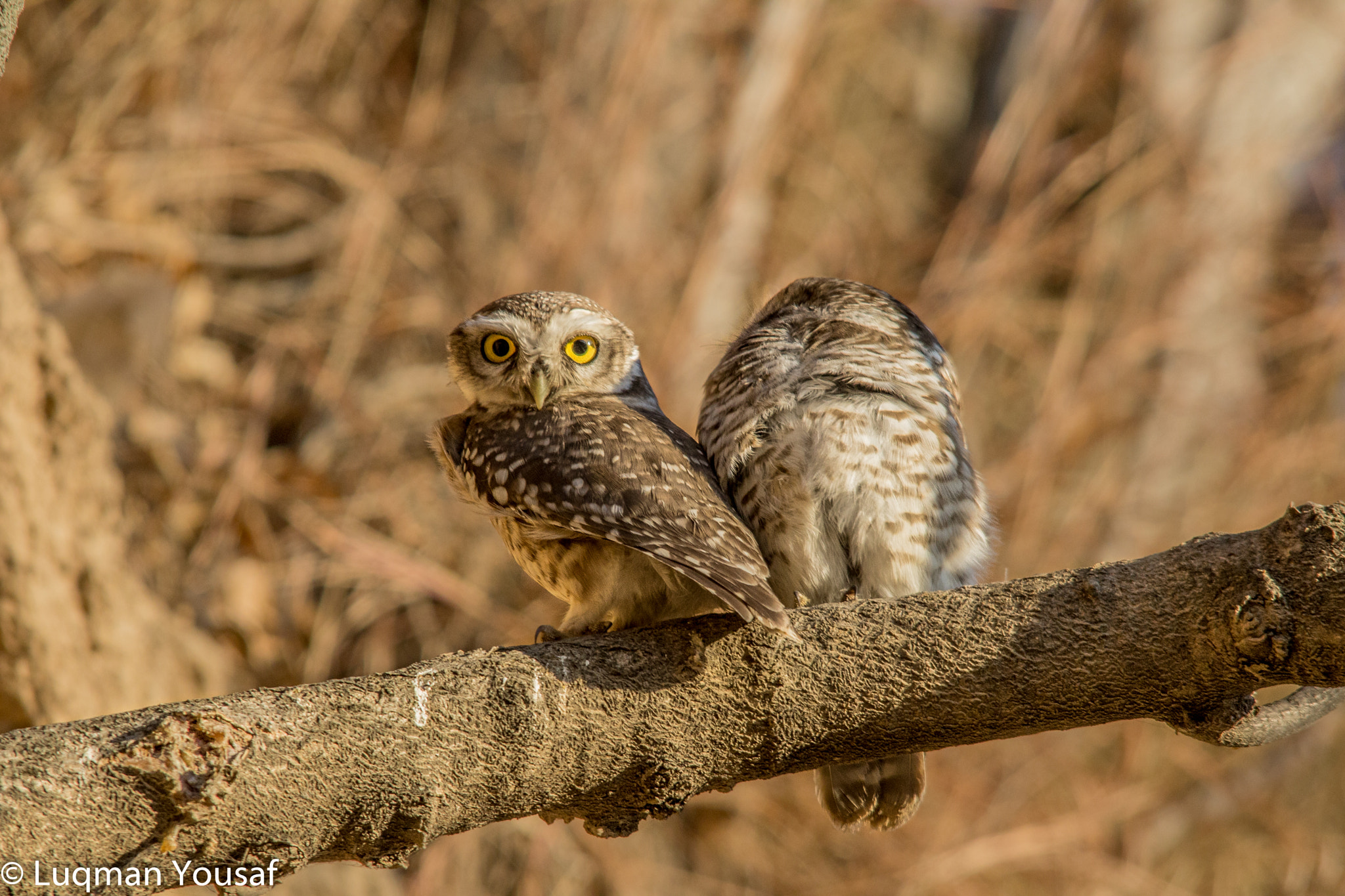Sigma 150-500mm F5-6.3 DG OS HSM sample photo. Spotted owlet photography
