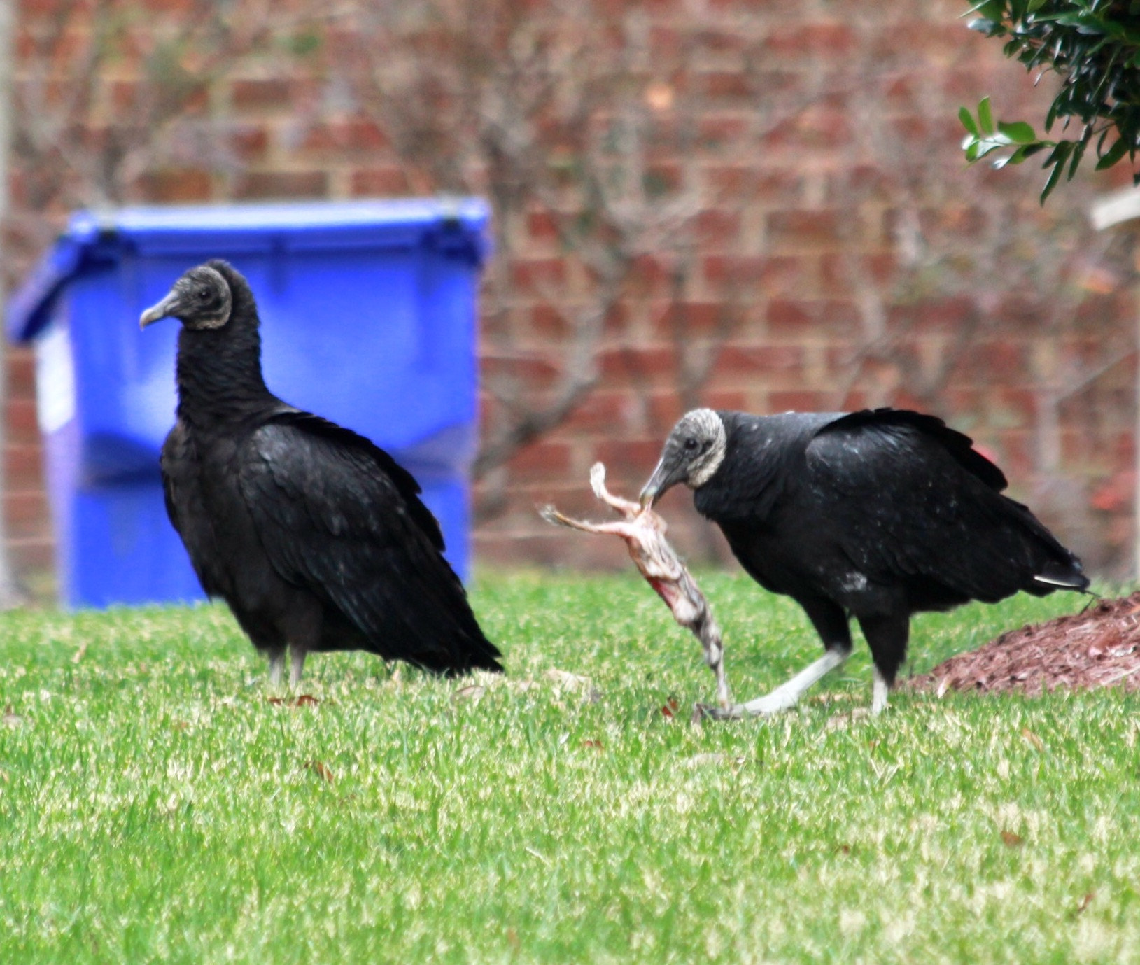 Canon EF 70-300mm F4-5.6 IS USM sample photo. Always workin photography