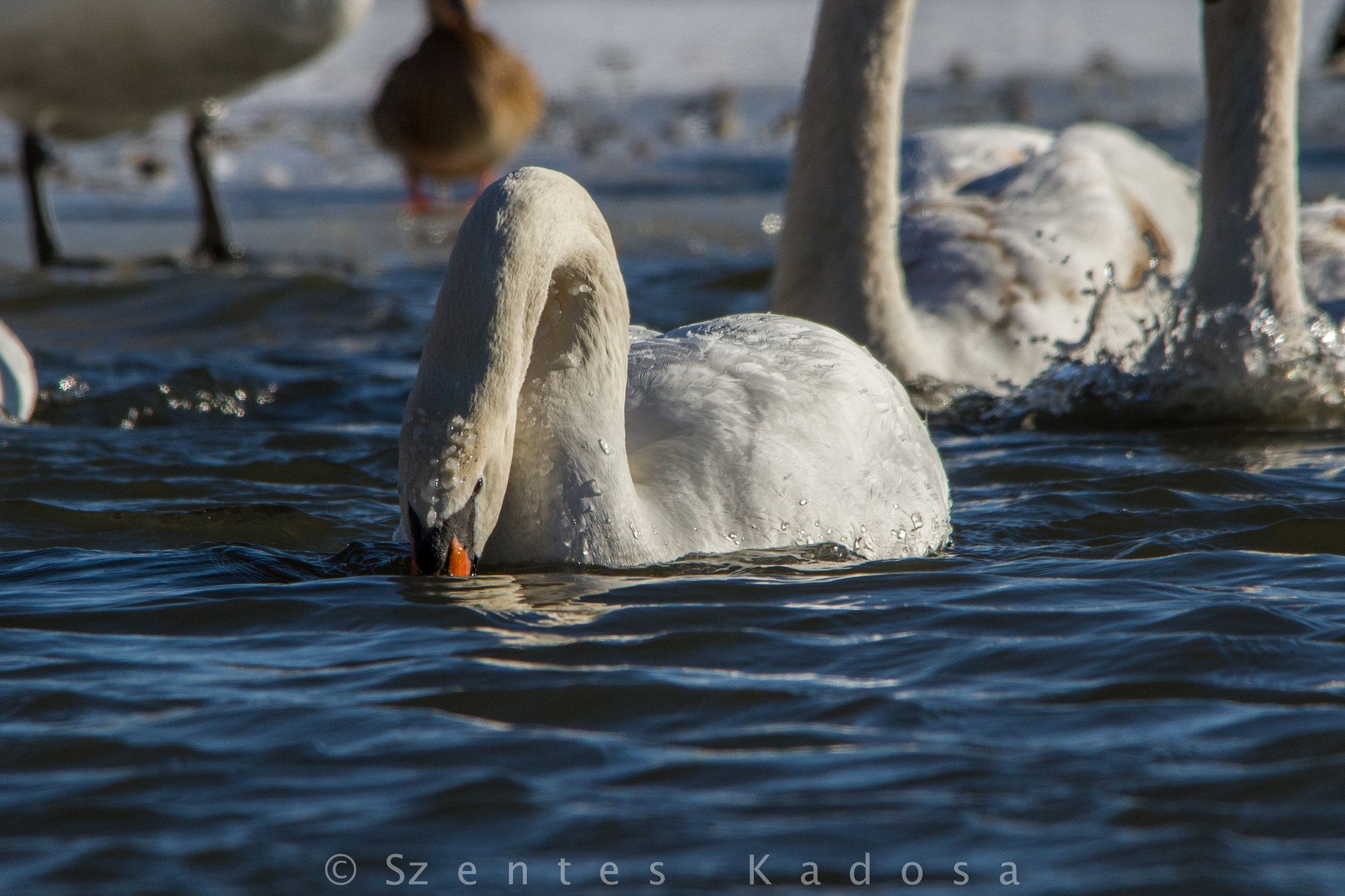 Sigma 150-500mm F5-6.3 DG OS HSM sample photo. Mute swan (cygnus olor) photography