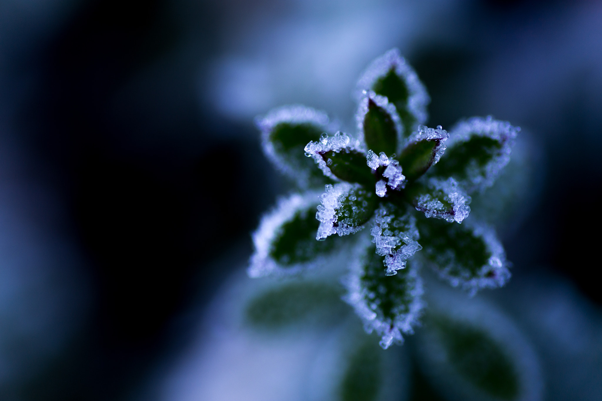 Canon EOS 6D + Tamron SP AF 90mm F2.8 Di Macro sample photo. 氷の花 photography