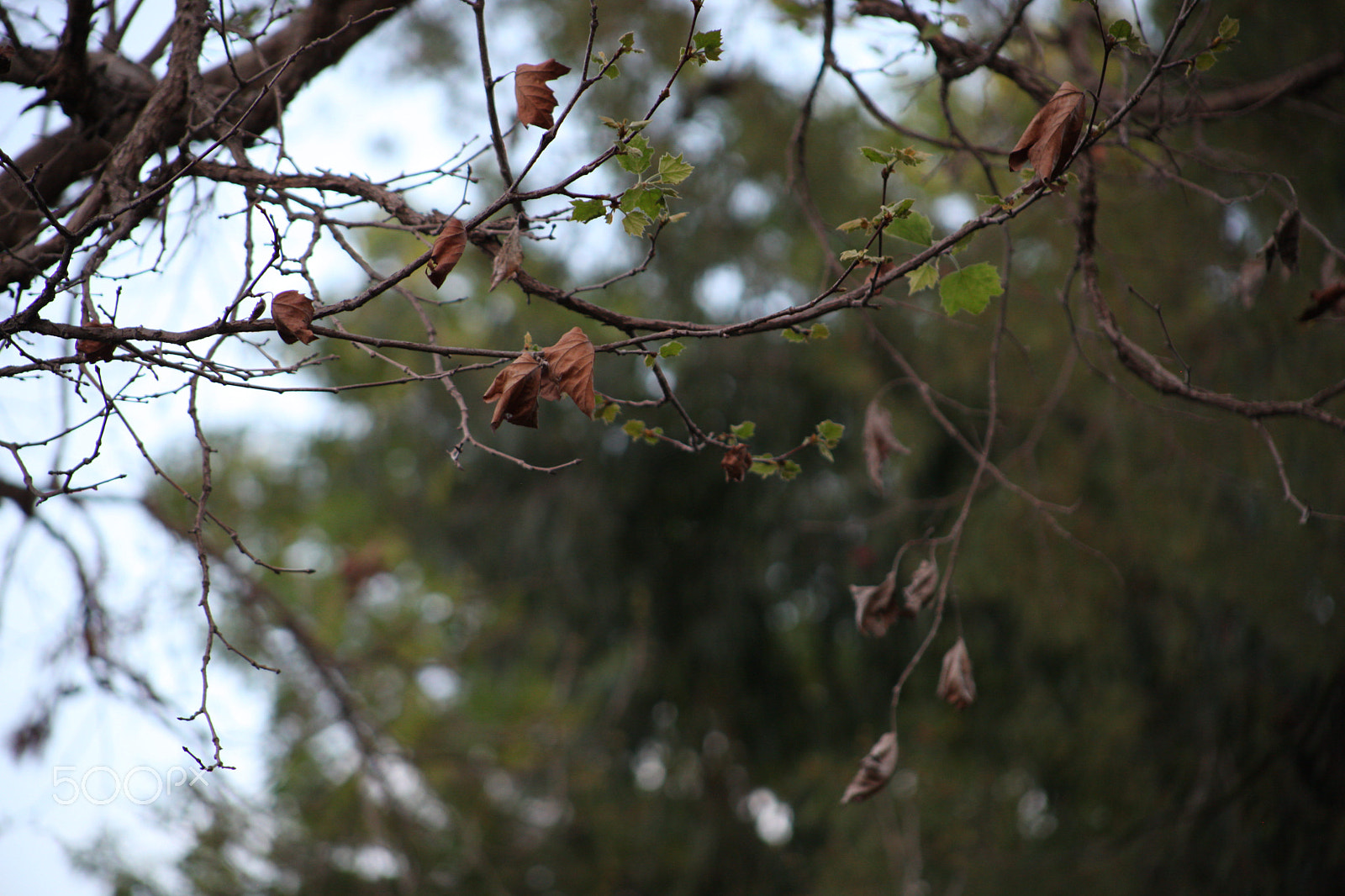 EF75-300mm f/4-5.6 sample photo. Img photography