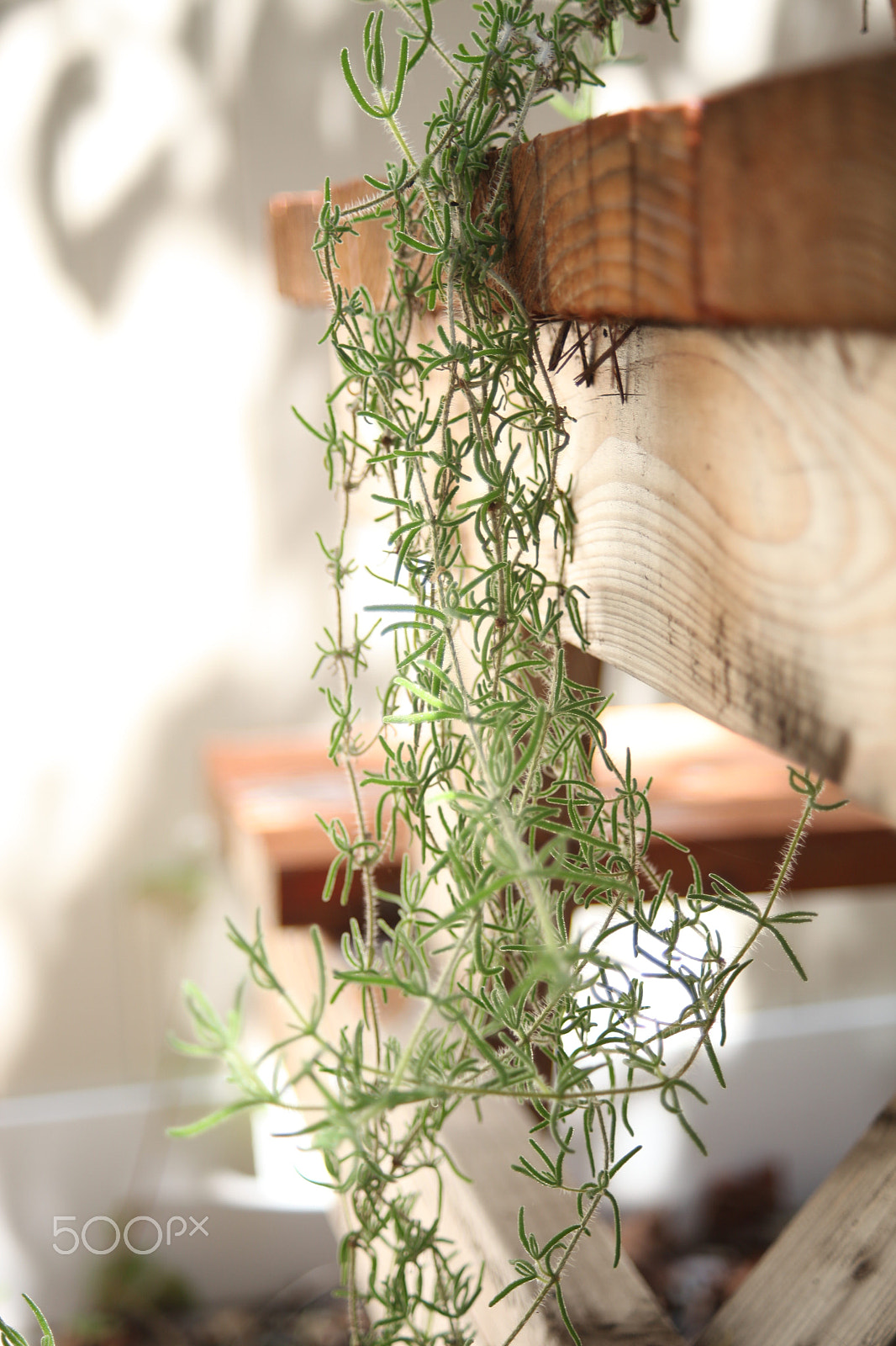 Canon EF 28-70mm f/3.5-4.5 sample photo. Img photography