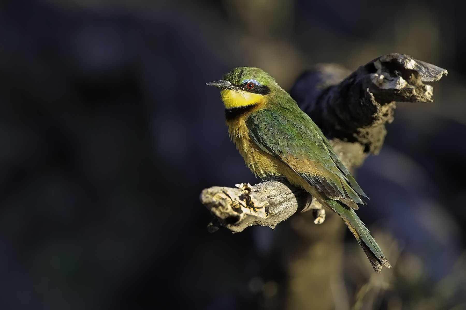 Canon EOS-1D X + Canon EF 600mm F4L IS II USM sample photo. Bee-eater photography