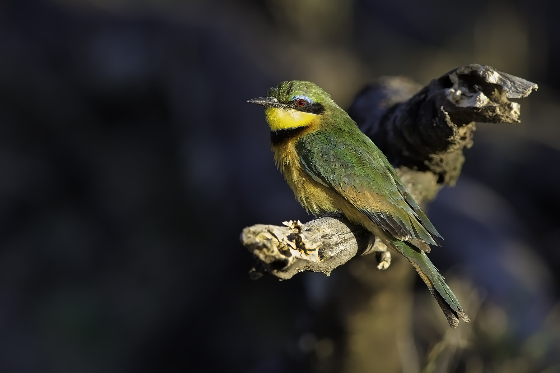 Canon EF 600mm F4L IS II USM sample photo. Bee-eater photography