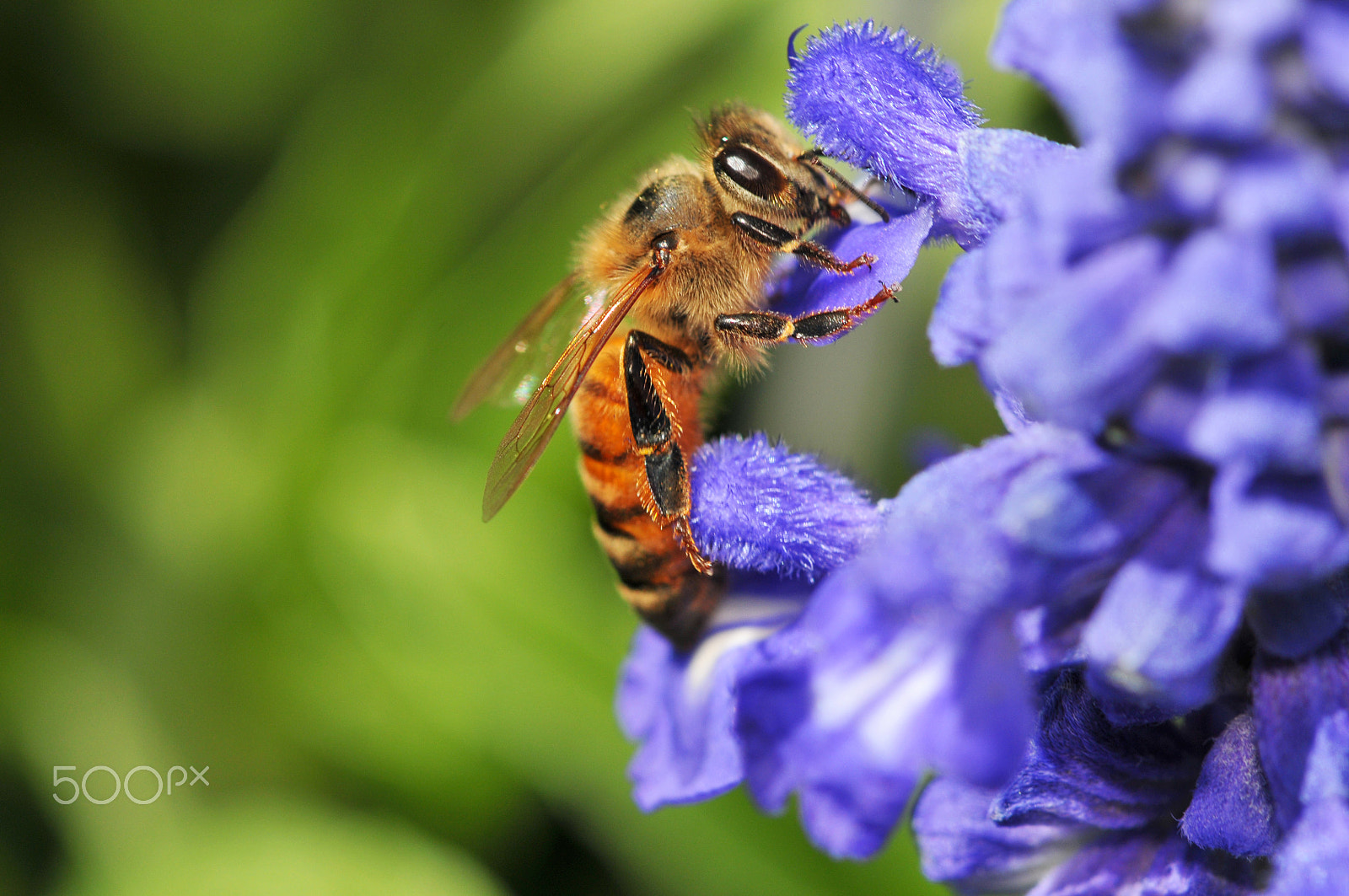 Nikon D300 + Nikon AF Micro-Nikkor 200mm F4D ED-IF sample photo. Bee in the blue photography