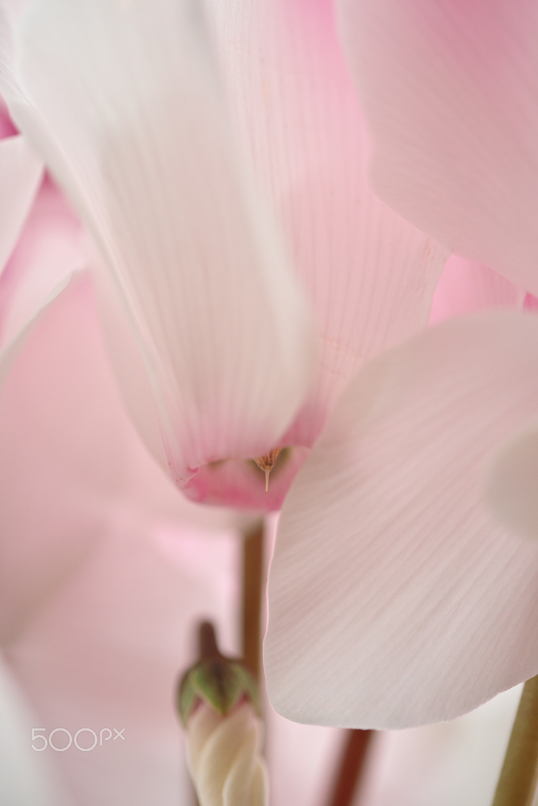 VR 105mm F/2.8 G sample photo. Loving you photography
