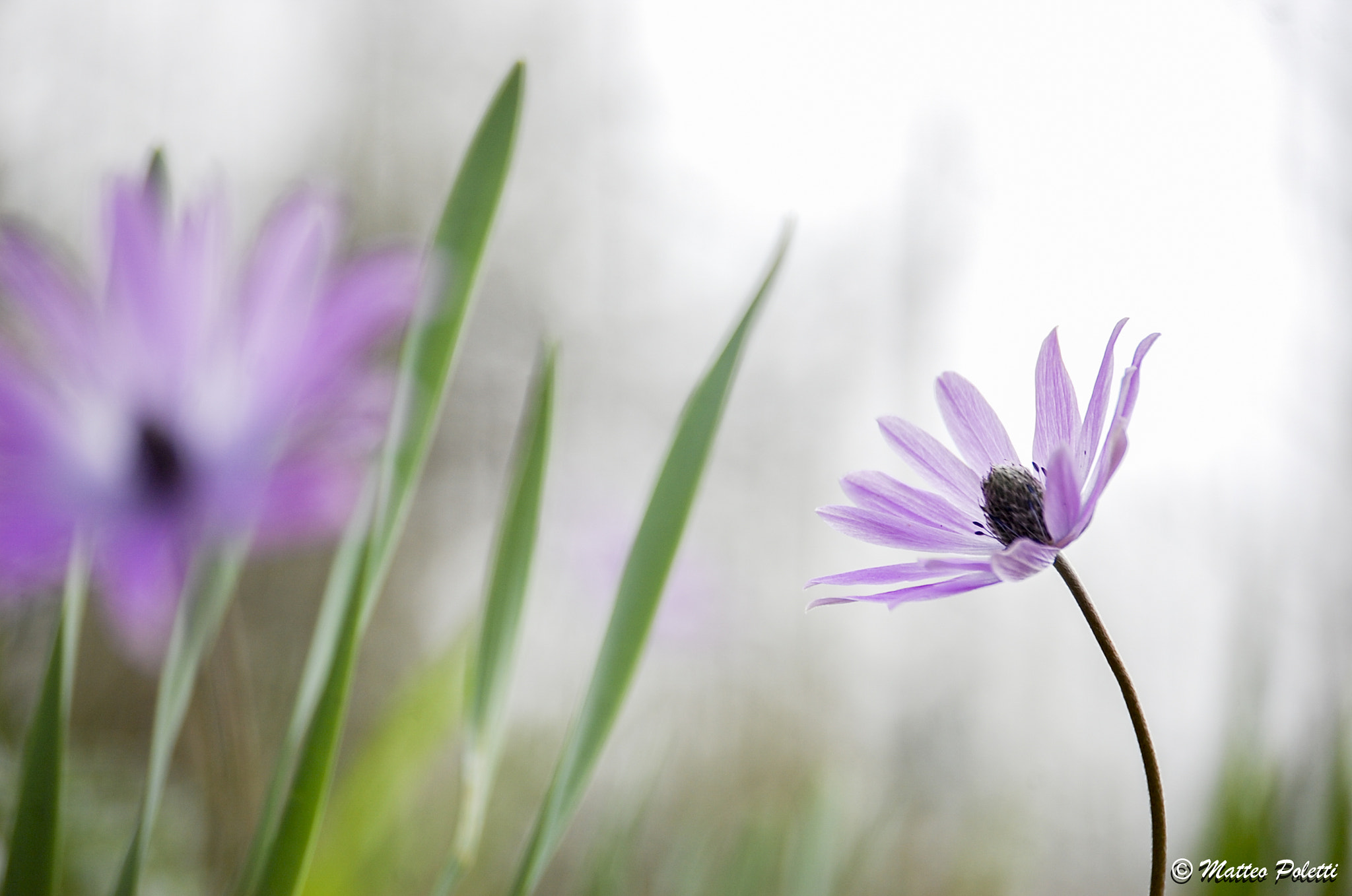 Nikon D40 sample photo. On spring photography