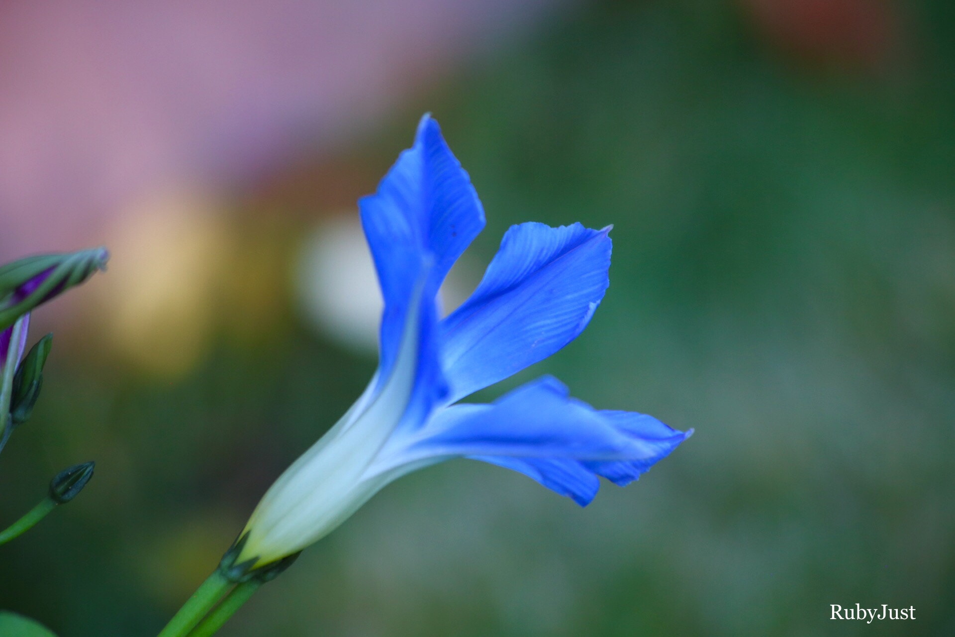 Canon EF 70-300mm F4-5.6 IS USM sample photo. Gem blue photography
