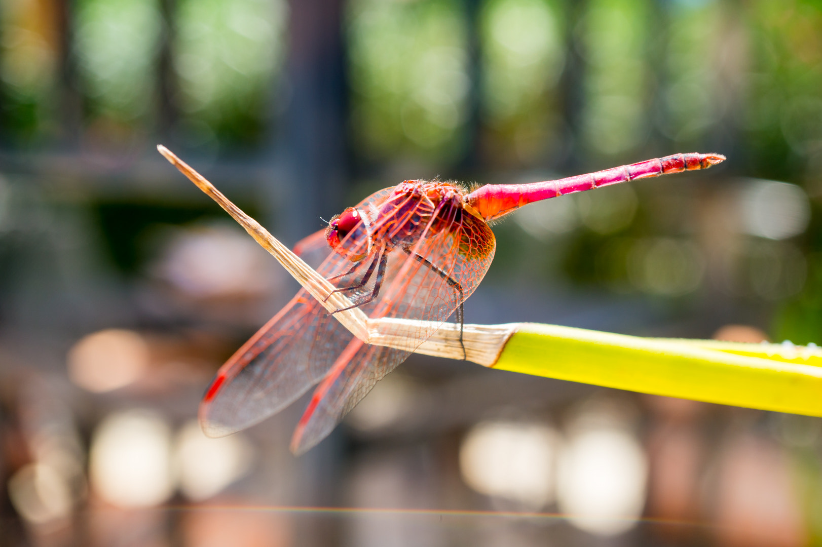 Sony Alpha a5000 (ILCE 5000) + Sony E 30mm F3.5 Macro sample photo. Red darter dragonfly photography