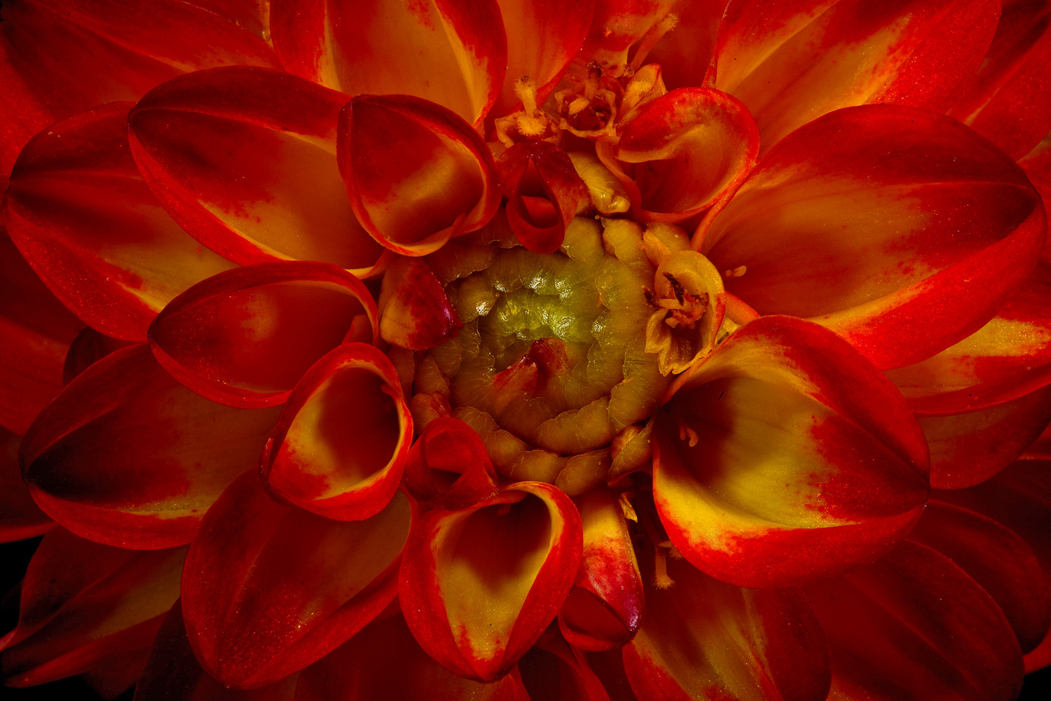 100mm F2.8 SSM sample photo. Dahlia eye photography